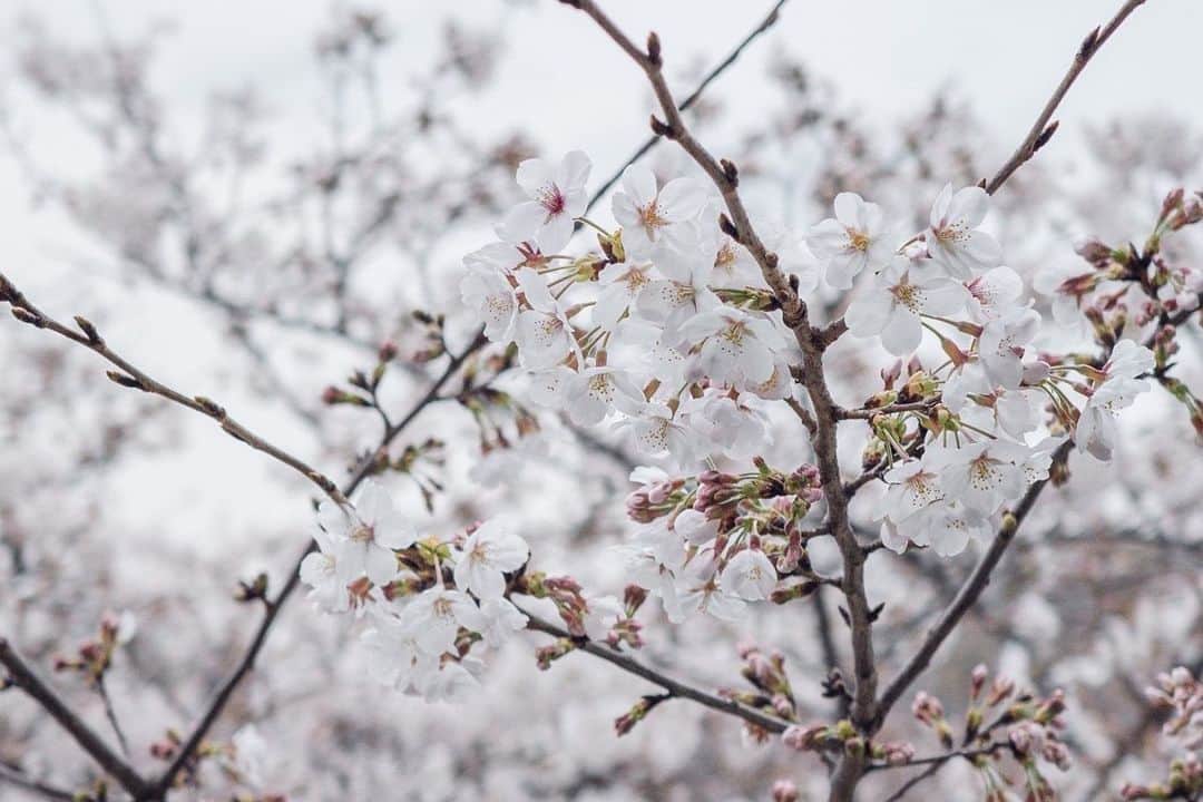 大慈弥レイさんのインスタグラム写真 - (大慈弥レイInstagram)「あっという間に3月最終日！ ⁡ 今年は噛み締めるように…たっぷり桜を眺めました ⁡ ⁡ ⁡ 儚くてすてき🥰🌸 ⁡ ⁡ いつもありがとうなカメラマン @_norimai_」3月31日 9時34分 - rei_ojimi