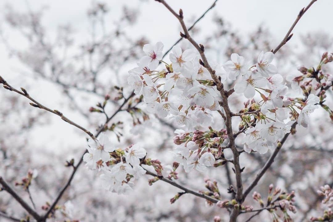 大慈弥レイのインスタグラム：「あっという間に3月最終日！ ⁡ 今年は噛み締めるように…たっぷり桜を眺めました ⁡ ⁡ ⁡ 儚くてすてき🥰🌸 ⁡ ⁡ いつもありがとうなカメラマン @_norimai_」