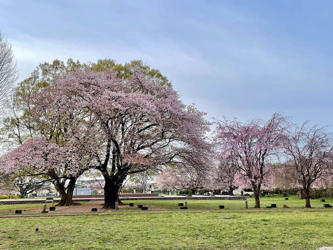 依田司さんのインスタグラム写真 - (依田司Instagram)「3月31日（金） 東京都国分寺市『武蔵国分寺跡』から。 市名の由来となっている武蔵国分寺跡は、 かつての武蔵国を代表する観光地です。 史跡地内にはソメイヨシノやシダレザクラ、ヤマザクラなど4品種30本の桜が花盛りです。 様々な桜が咲き誇る花見の好スポット。 現在、武蔵国分寺跡では桜の美しさを引き出す夜桜ライトアップも行われています。 キッチンカーの出店などもあり、来月9日まで行われます。  #武蔵国分寺跡 #LACOSTE #ラコステ #依田さん #依田司 #お天気検定 #テレビ朝日 #グッドモーニング #サタデーステーション #気象予報士 #お天気キャスター #森林インストラクター #グリーンセイバーアドバンス #プロジェクトワイルド #IPCC伝導者 #japan #japantrip #japantravel #unknownjapan #japanAdvenそture #japanlife #lifeinjapan #instagramjapan #instajapan #療癒 #ilovejapan #weather #weathercaster #weatherforecast」3月31日 9時29分 - tsukasa_yoda