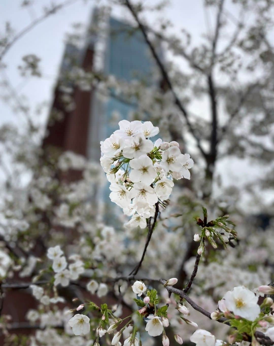 神戸学院大学さんのインスタグラム写真 - (神戸学院大学Instagram)「. フォトコンテスト「神院大キャンパスライフの魅力」応募作品No.314【2023年1月－3月】卒業生の杉山 優さんからご応募いただきました。  ～写真にまつわるエピソード～ 同窓会の幹事会にてキャンパスを訪れた際、咲き始めの桜に目を奪われて…思わずパシャ。  卒業・入学シーズン。 それぞれの門出を祝う桜とキャンパスの写真。 春の訪れと共に新しい一年への期待が膨らみますね！  フォトコンテスト「神院大キャンパスライフの魅力」作品を募集しています。応募方法は以下のURLから↓ https://www.kobegakuin.ac.jp/support/student_life/contest.html  #神戸学院大学 #神戸学院 #神戸 #大学 #kobegakuin #kobegakuinuniversity #桜 #桜スポット #神戸桜 #神戸の桜 #桜の季節 #関西桜スポット #大学生と繋がりたい #学生生活 #写真 #写真コンテスト #フォトコンテスト #フォトコン #神院大 #神院大キャンパスライフの魅力 #桜フォト #桜まつり」3月31日 9時50分 - kobegakuin_university_koho