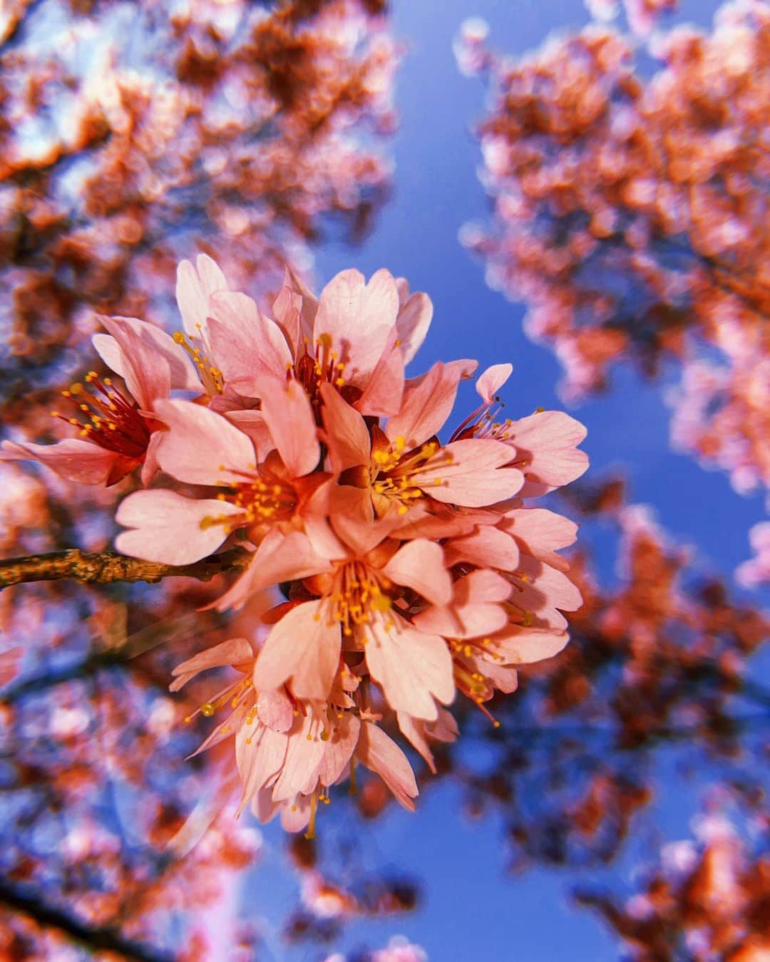 和田美枝さんのインスタグラム写真 - (和田美枝Instagram)「桜の花が咲き誇る🌸  #2023 #桜 #オカメザクラ #CherryBlossoms」3月31日 9時53分 - miewada
