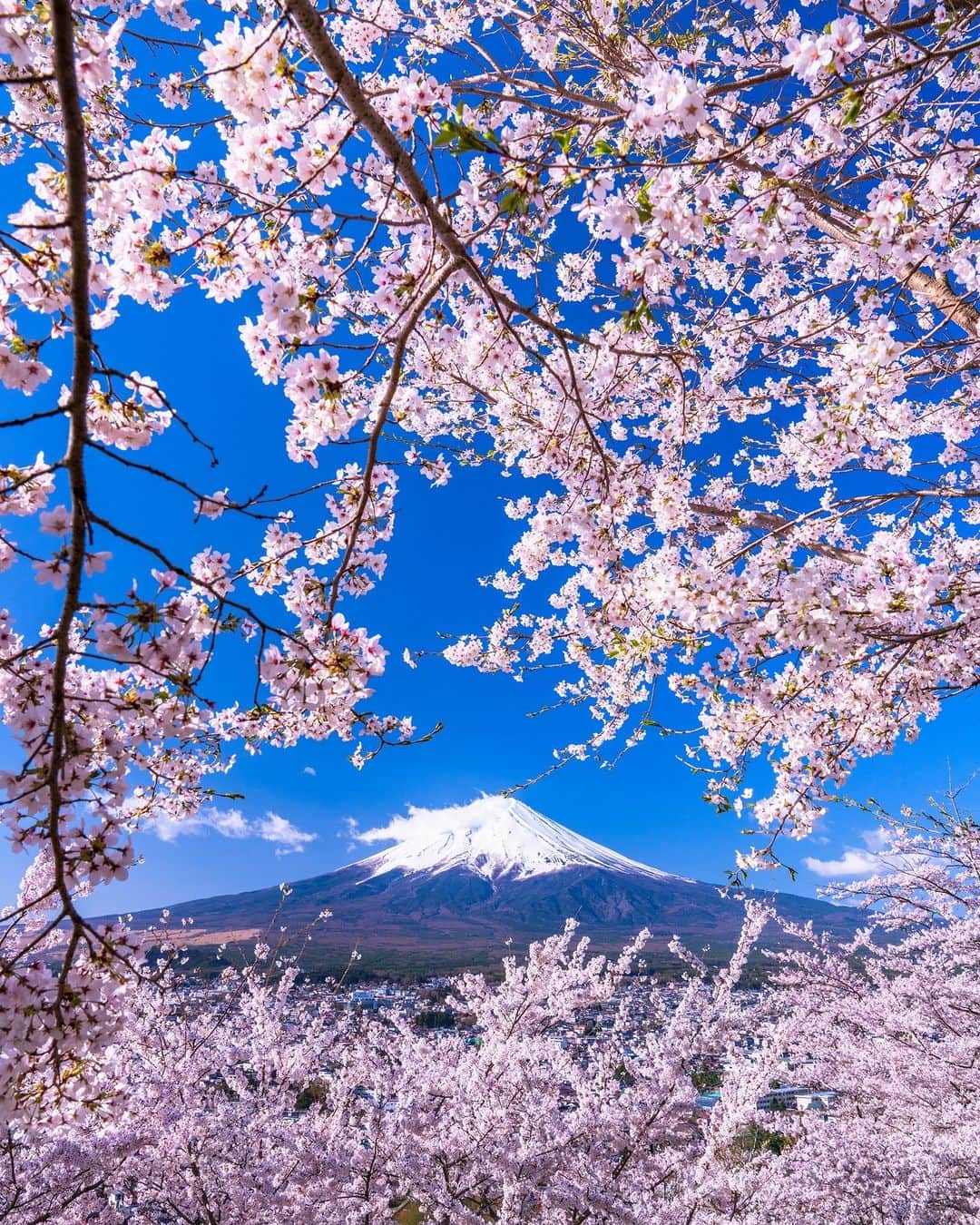 日本の国立公園のインスタグラム：「Mt. Fuji and cherry blossoms 🗻🌸  The National Parks of Japan stun with their beauty—but they don't have a monopoly on all that's pretty. For instance, Yamanashi Prefecture's Arakurayama Sengen Park, which falls just outside the boundaries of Fuji-Hakone-Izu National Park, is celebrated for its spectacular view of Mt. Fuji. 🤩  Never is this view more praised than during cherry blossom season, when a snow-capped Mt. Fuji can be photographed surrounded by delicate pink cherry blossoms, called sakura in Japanese.  In the hillside park, you'll find a brilliantly colored five-story pagoda, while at the bottom of the hill, the beautiful Arakura Fuji Sengen Shrine provides more sights to admire. The scenery is best on a sunny day, when the blue of the sky adds to the colorful scene. ☀️  Comment with a 🌸 if you love cherry blossoms.  📸 Mt. Fuji surrounded by blossoms  #Japan #Travel #Tourism #ExploreJapan #DiscoverJapan #VisitJapan #FujiHakoneIzuNationalPark #Yamanashi #MtFuji #MountFuji #Sakura #NationalPark #CherryBlossoms #日本 #国立公園」