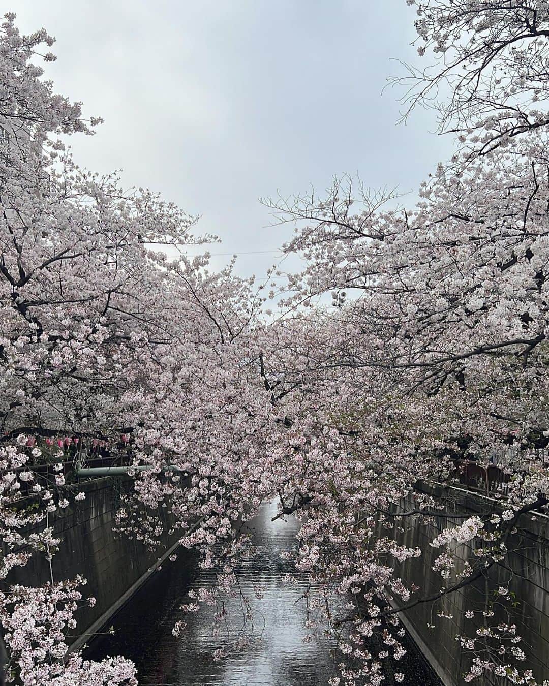 RINA（鈴木理菜）さんのインスタグラム写真 - (RINA（鈴木理菜）Instagram)「何か閃きそうな気持ちにさせてくれる季節 ☾」3月31日 19時41分 - urarina821