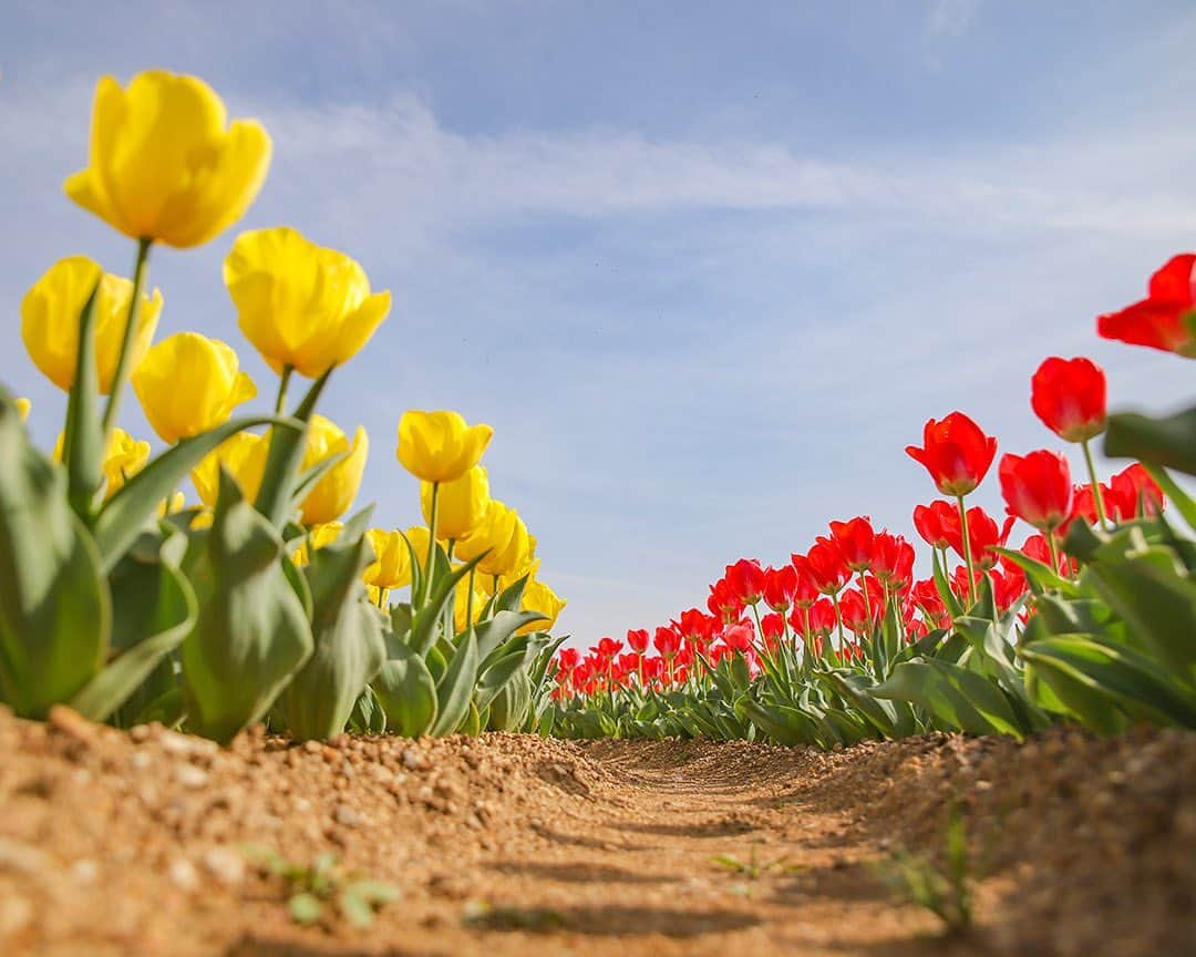 愛知県田原市さんのインスタグラム写真 - (愛知県田原市Instagram)「What color tulip do you like? * どんないろ〜がすきっ？ * #サンテパルクたはら の #チューリップ #赤色#黄色#ピンク などいろーんなチューリップが咲いてるね😉  #ポカポカ な#春の陽気 に誘われて 鮮やかなチューリップを見にきてみてね✨  #チューリップ畑#はなまっぷ#はなすたぐらむ#春色#🌷  #たはら暮らし  #渥美半島#田原市#伊良湖岬#伊良湖#赤羽根#菜の花浪漫街道  #tahara#irago#akabane#サーフィン#surfing#田舎暮らし#日々の暮らし #休日の過ごし方#スローライフ #instagramjaran#igersjp」3月31日 19時43分 - tahara_kurashi