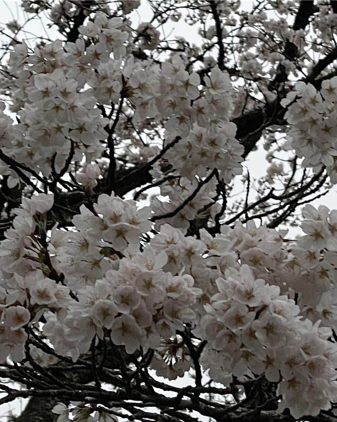 のインスタグラム：「🔭🌸」