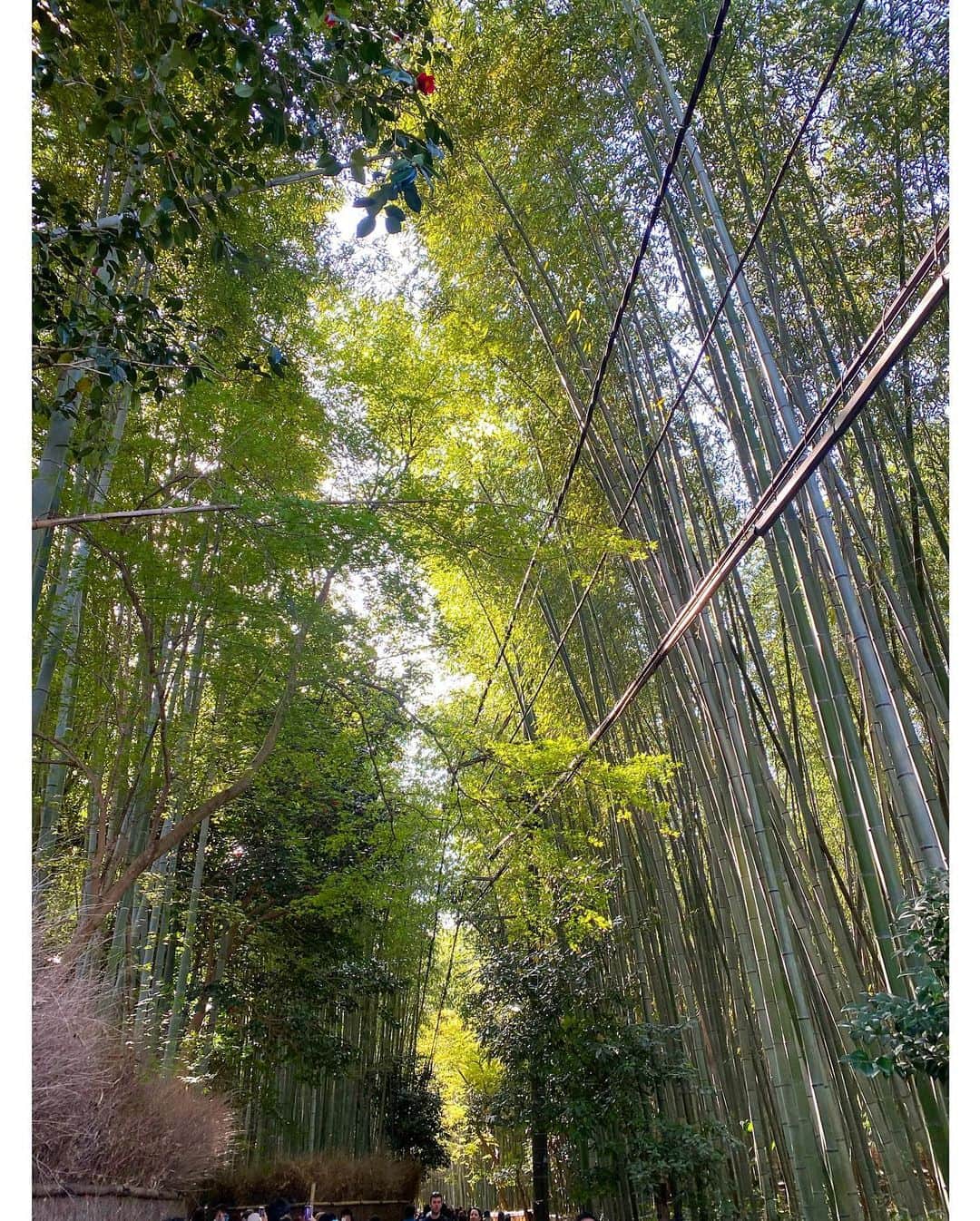森下花音さんのインスタグラム写真 - (森下花音Instagram)「・ 京都嵐山にも行きました👘  ちょうど桜が満開で、本当に素敵な空間だった、、🌸  気になっていた湯葉チーズも食べられて、可愛い着物も着られて、幸せな時間を過ごしました🤍  さて、明日から4月ですね！！🌸 新生活は慣れないことも多いですが、無理はしすぎず楽しみながら頑張りたいと思います✊  #京都観光#嵐山食べ歩き#嵐山グルメ#京都グルメ#着物#桜#竹林の小径#渡月橋#旅行#カメラ#photography#instagood」3月31日 19時44分 - non_flower_528