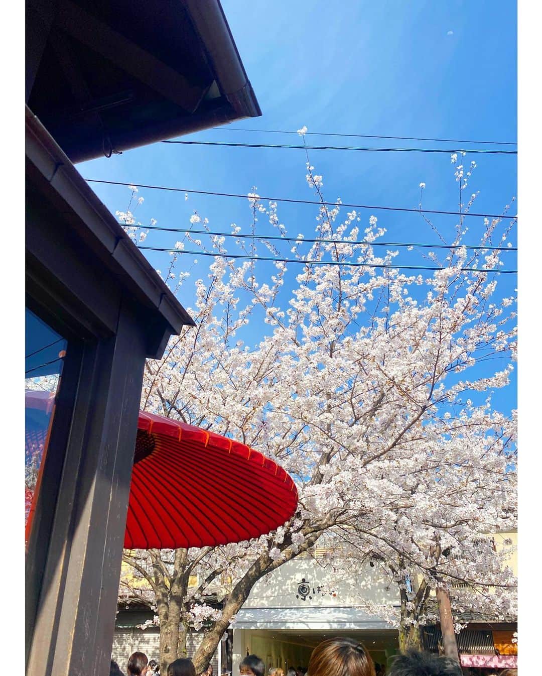 森下花音さんのインスタグラム写真 - (森下花音Instagram)「・ 京都嵐山にも行きました👘  ちょうど桜が満開で、本当に素敵な空間だった、、🌸  気になっていた湯葉チーズも食べられて、可愛い着物も着られて、幸せな時間を過ごしました🤍  さて、明日から4月ですね！！🌸 新生活は慣れないことも多いですが、無理はしすぎず楽しみながら頑張りたいと思います✊  #京都観光#嵐山食べ歩き#嵐山グルメ#京都グルメ#着物#桜#竹林の小径#渡月橋#旅行#カメラ#photography#instagood」3月31日 19時44分 - non_flower_528