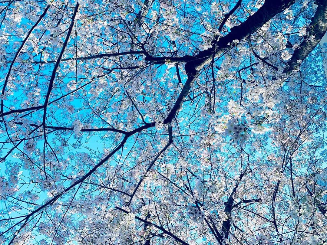 より子のインスタグラム：「今年の桜はいい感じ🌸 昨日の夜から普通になんでも食べれるようになり、 お腹の調子もなんなら今までより良くなり、 今まで何年も頑張ってやってきた、 もし大きめの癒着性イレウスが起きたとしても、 回復が早い状態にする努力が見て伺えて自分を褒めちぎってあげている。 自分を1番に褒めてあげられるのは自分だからな。 でもね。 ワタシは人から褒められる事で更に体は回復しますし、 尚且つ褒められて伸びるタイプなので、 みんな遠慮せず私を褒めちぎっていいんだぞ。 遠慮せずに。 さぁ早く。 迅速に褒めて。 今回の入院で起きた事故物件医の凄惨なストレスにより心労が祟ってガリガリに痩せちまってシラガも増えたからな。。。 （入院してこれって本末転倒だろ） ・ ご飯食べれて、桜を見れて、 友達と話せて、笑ったりできて、 すごい幸せなことよ。 ・ そんなふうに過ごせている限りは、 やろうと思えば、 なんでも出来るんだからね。 #桜」