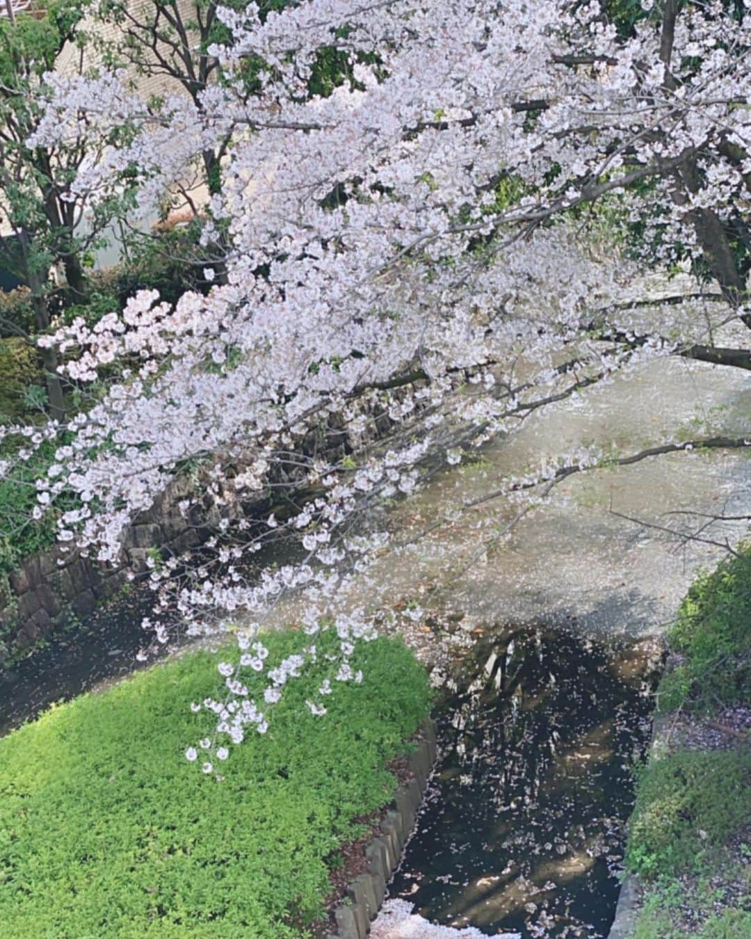 村星りじゅ（ukka）のインスタグラム：「＊ 綺麗な桜が見れました🌸 ⁡ 明日から4月。 皆さんのこと応援しています☺︎ ⁡ #春#桜#4月#ukka#村星りじゅ」