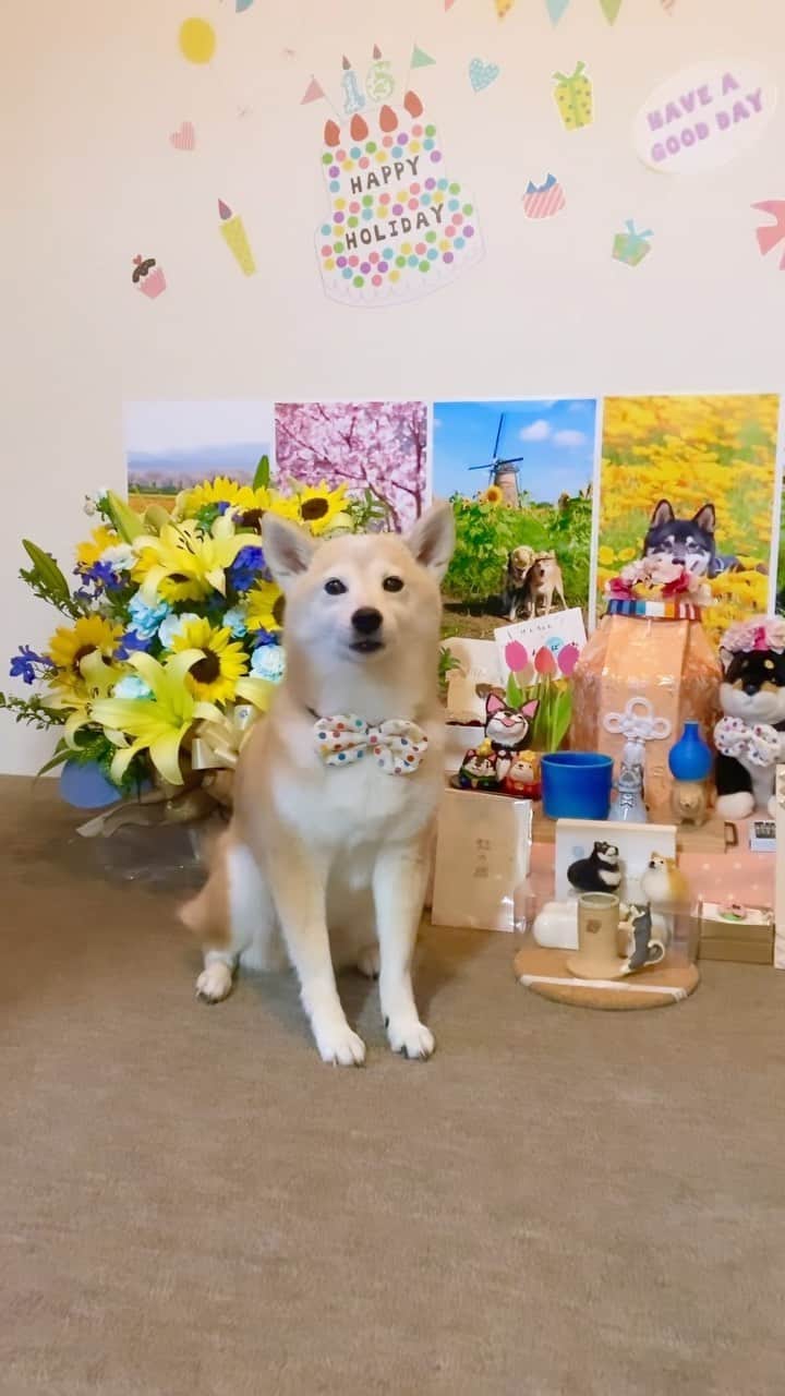 柴犬 けんしろう ゆりあのインスタグラム：「🐶🌻  明日はけんちゃんの一周忌です。  来週富山帰省するので、その前にけんちゃんと一緒にかおりさんの @f.kaori27 お花を堪能したいと、今週の月曜日に届くようお願いをしました💐  お花はかおりさんにお任せで！とお願いしたら... けんちゃんのひまわり🌻でアレンジメントしてくださったんです🥺届いた時の感動と言ったら.. もう..😢😭  かおりさん本当に本当にありがとうございました🌻  一周忌が近づき、さみしさで押しつぶされてしまうかもと思っていましたが、けんちゃんのひまわりが家の中を明るくしてくれて、わが家はみんな穏やかな気持ちで過ごせています🌻  けんちゃんの祭壇は、この一年変わらぬままこの場所にあります。いつもくんくんできる場所にあった方が、ゆりあが安心するだろうしうれしいだろうと思い、もうしばらくこのままにしようと思っています。  ところでゆりちゃん、みんなにバラしていい？？  実はゆりあさん、生前けんちゃんの上を跳び回っていたように、この祭壇の上も跳び回っています😂飾り物をなぎ倒し、土足で踏みつけていくなんてこともしばしば🤣でも、それもけんゆり兄妹らしくって、いいかな〜なんて思ってます❤️  1年前の4/1 am9:00頃けんちゃんはお空に行きました🌈 明日みなさんにもその時間、ちょっとだけけんちゃんのことを想ってもらえたらうれしいです🌻  #けんちゃんのひまわり #あいさん賛同ありがとう🌻 @kanekoai__0526  #けんちゃんかわいいね #けんちゃん大好きだよ」