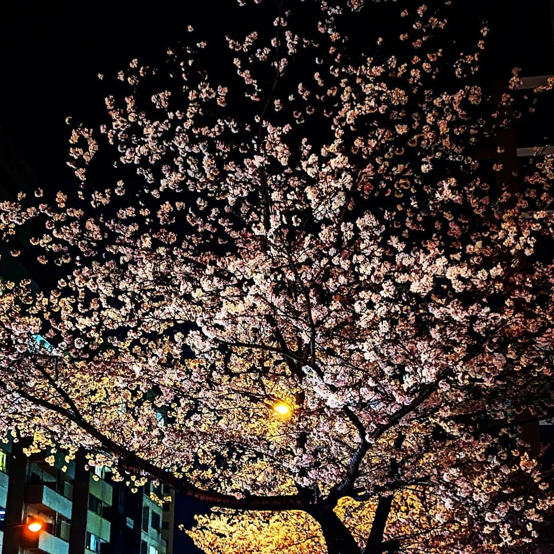 Saschaのインスタグラム：「#cherryblossom」