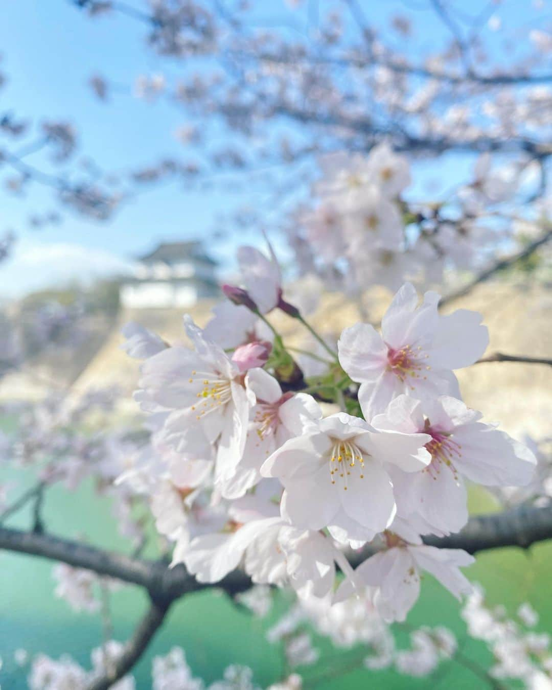 藤森マリナさんのインスタグラム写真 - (藤森マリナInstagram)「大阪城でお花見コーデ🌸🍡✨ 📍Osaka castle park. * tops→ @bubblefashion_official  こういうの着ると 一気に春らしくなるよね💗 デニムと合わせるとなお春感！ bag→ @sahabyelliee  春コーデをさらに可愛くしてくれる🪶 * * そろそろお腹がチラ見えしたり からだのラインが見えるお洋服の季節🌸🫧 みんなぷにってない？ (私はぷにってます) 月一エステに通うだけで ほんっっとに違うから 是非ともおすすめしたい🔥 → @nanioafu_beautysalon  月一自分の真のからだと向き合って 脂肪つぶしてくびれ・美脚作りしよう！ * * あ、ちなみに 前回顔にやってよかった 日本ではまだ全然見かけない 海外セレブに人気が出ている #hydrojellymask  ナニオアフがいち早く取り入れてて なんとハイジニーナの黒ずみにも効果的らしく 私はお恥ずかしいながらに 色素沈着が気になるので 痩身あててるあいだに ハイジニーナパックもしてもらいました🌸💗 とにかくめちゃめちゃおすすめ！ * * * #まりなはんコーデ#プチプラコーデ#春コーデ#お花見#お花見コーデ#大阪城#大阪城公園#osakacastle#cherryblossom#本町エステ#ナニオアフ#痩身エステ#部分痩せ#ハイジニーナ脱毛#bubblefashion#sheinコーデ#shein購入品#sahabyelliee#bubblegals#bubble2023spring#bubblejp」3月31日 19時59分 - maaarina0806