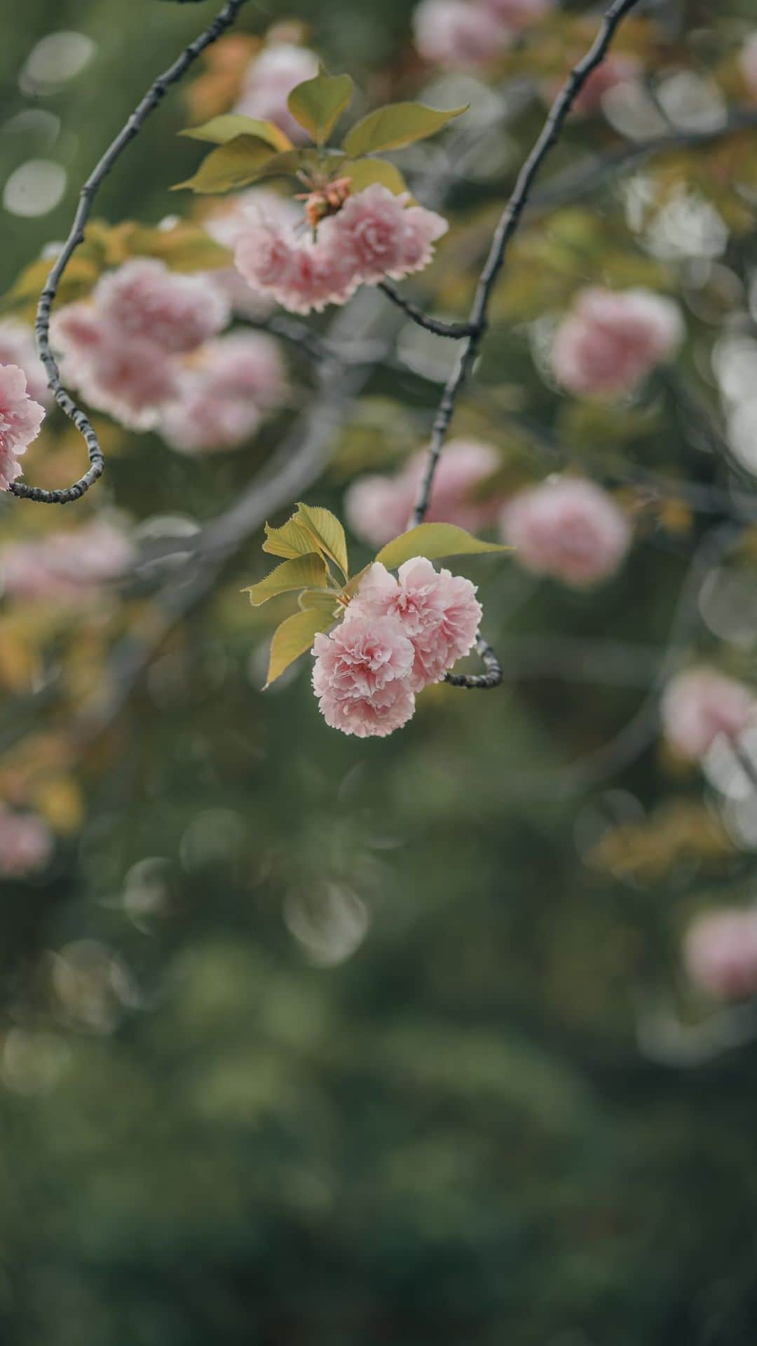 Nanaのインスタグラム：「里桜  #sakura🌸  #flowerreels  #naturereels  #cherryblossoms  #花動画 #桜 #里桜 #八重桜 #sonya7iv」