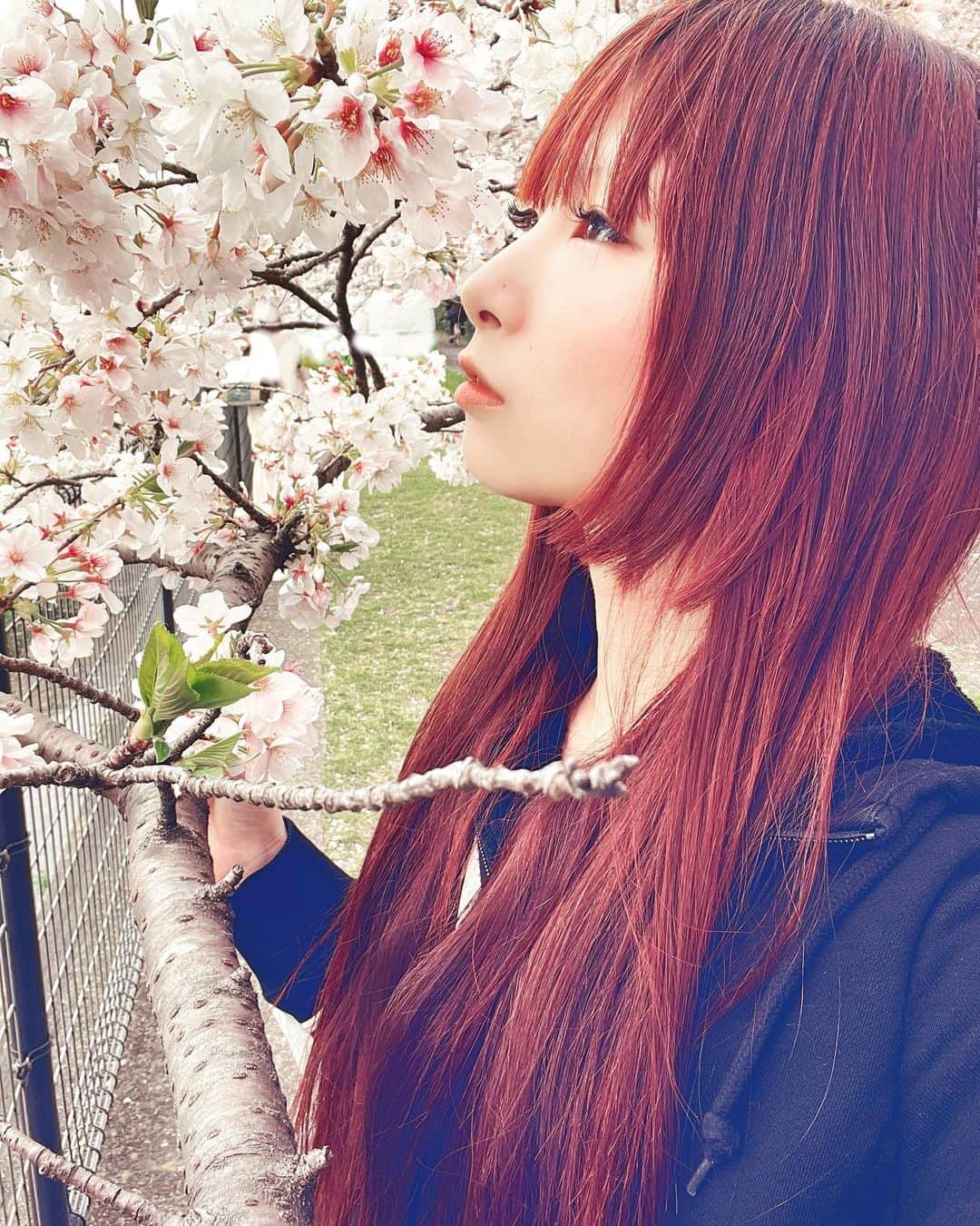 松田ゆう姫のインスタグラム：「桜の花びらが風でヒラヒラ舞ってる景色が好き   #cherryblossom  #桜  #springseason」