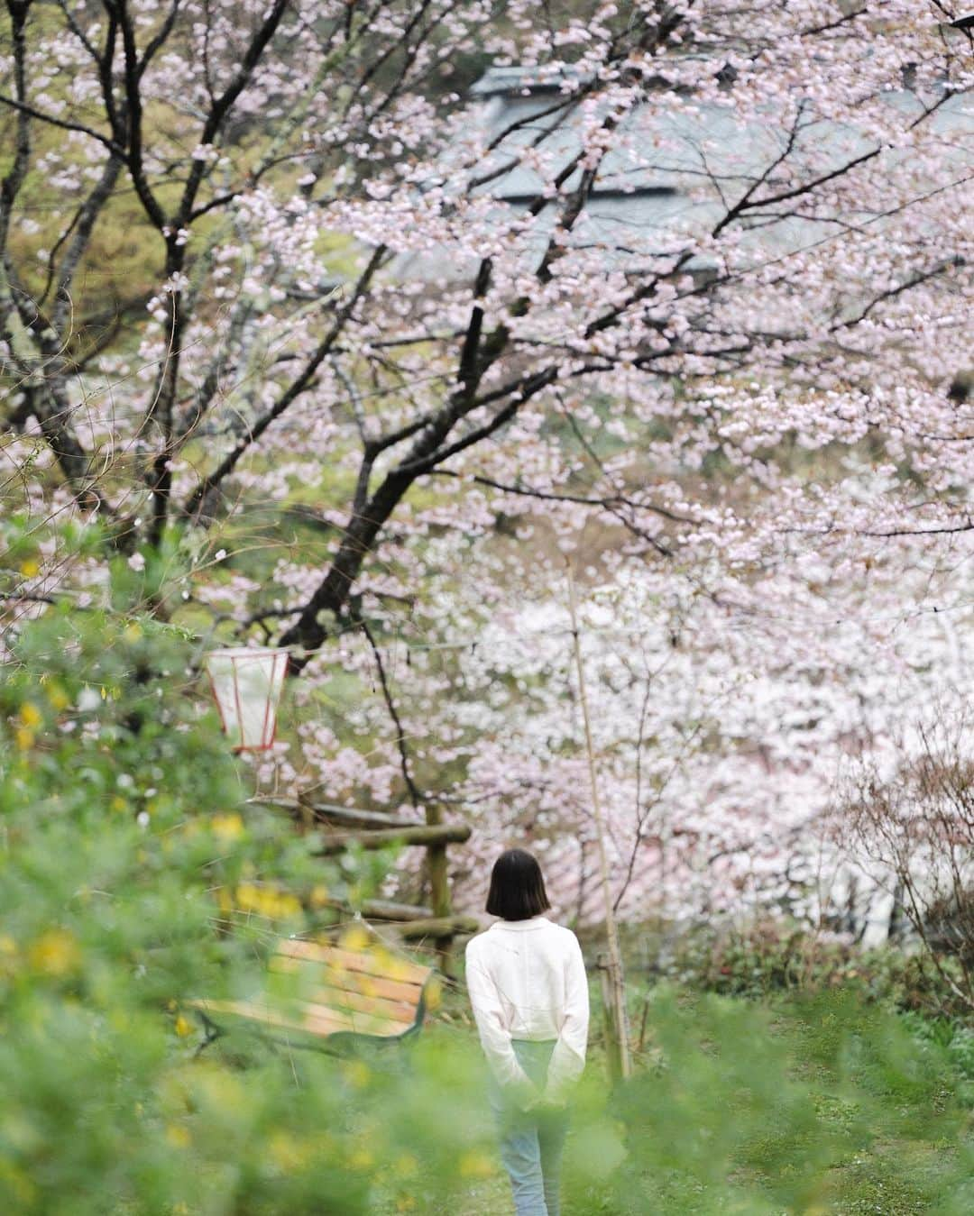 tammychannnのインスタグラム：「🪷 高知県観光博覧会 #牧野博士の新休日 の メディアツアーに参加しました。  4月からはじまる朝ドラ「らんまん」の舞台は高知県。  自然豊かな高知の植物とともに生涯を過ごした 牧野富太郎さんのお話です。  メディアツアーでは、 牧野さんの故郷である佐川町へ。 地域の人たちにあたたかいおもてなしをしていただきました。  高知の定番観光スポット桂浜公園もリニューアルして たくさんの人に今まで以上に親しまれる場所になっています。  これからの季節は新緑溢れて海もキラキラ、鮮やかな 高知の景色を楽しめます。 ぜひ自然に癒されに来てくださいね。　　　  @naturallykochi @genic_mag  #高知　#らんまん #桂浜 #佐川町」