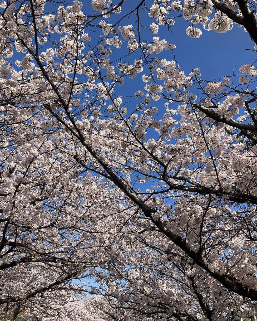 我孫子智美さんのインスタグラム写真 - (我孫子智美Instagram)「2023.03.31  3月末をもちまして、公益財団法人滋賀レイクスターズを卒業(退職)となりました🌸  本来であれば、直接ご挨拶させていただくところを、この場でのご挨拶となり申し訳ございません。  大学卒業後もオリンピックを目標として選手を続けることを決めたはいいが、所属先が決まらずにアルバイトをしながら競技をしていたところを拾ってもらいました。 まだ当時は公益財団法人はなく、株式会社に選手兼アルバイト社員として所属させてもらったことが始まりでした。  目標のオリンピック出場もでき、引退を自分で決めるまで選手として所属させてもらえ、その後も職員として働かせていただけたことは大変有り難かったです。  スポーツや選手の価値って本当に難しいなと感じてきました。 歓喜の瞬間は本当に一瞬だし(だから深く感動するんだけれど)、 選手は頑張っているって言ったとしても一歩間違えたらただの趣味だし、 カタチがないし。 マイナー競技になればさらに。 でもどんなスポーツでもお金も時間も労力もかかる。。  そういったものにも関わらず、支援していただいた皆さん、応援していただいた皆さんと出会えたことにとても感謝しています！  滋賀レイクスターズにいた間、自分にできたことは微々たるものだったと思いますが、色んな経験ができました。 これからも滋賀がスポーツのチカラで元気になりますよう、元気でたくましい子どもたちが育ちますよう、別の場所から貢献できるよう頑張ります。  本当にありがとうございました✨ またこれからも引き続きよろしくお願いします🙋‍♀️」3月31日 20時14分 - tomomomiabiko