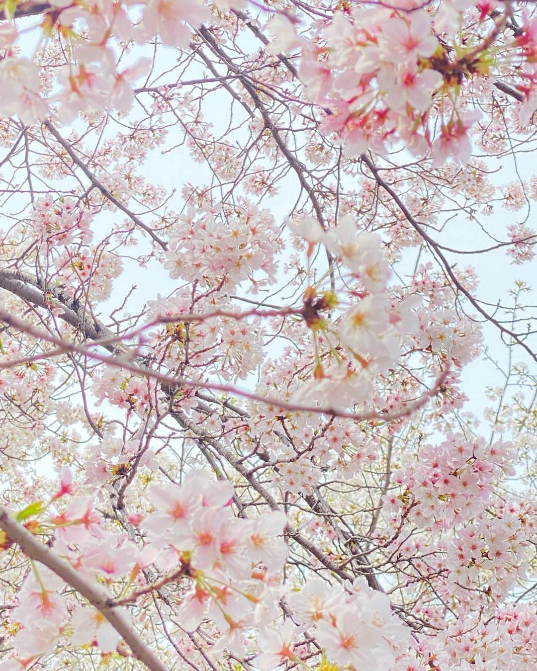 中野美来さんのインスタグラム写真 - (中野美来Instagram)「桜見てきました🌸🌸 ⁡ ⁡ ⁡ ⁡ ⁡ ⁡ #4枚目の写真 #たまたま頭の上にのりました 🌸 ⁡ ⁡ #大阪城公園 #桜」3月31日 20時17分 - _miraco