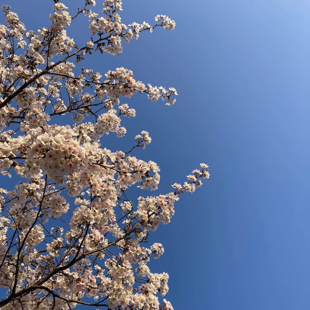 黒沢秀樹さんのインスタグラム写真 - (黒沢秀樹Instagram)「時間が経つのが速すぎる。もう3月が終わるなんて信じられない。梅が咲いたなあ、と思ってたら桜も散ってしまいそうなので今年の桜を。 #夜桜  #桜 #flowers  #tokyo」3月31日 20時28分 - hidekikurosawa828