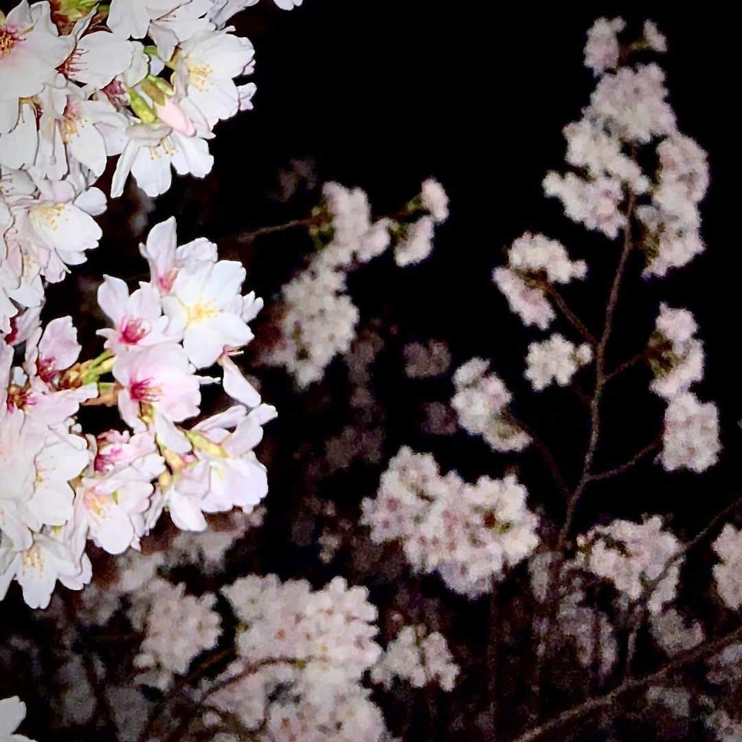 黒沢秀樹のインスタグラム：「時間が経つのが速すぎる。もう3月が終わるなんて信じられない。梅が咲いたなあ、と思ってたら桜も散ってしまいそうなので今年の桜を。 #夜桜  #桜 #flowers  #tokyo」