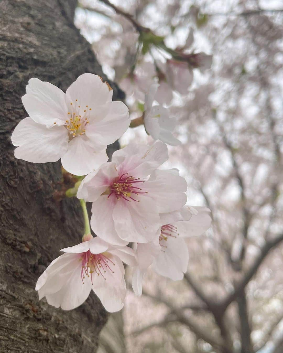 池端杏慈さんのインスタグラム写真 - (池端杏慈Instagram)「︎ ︎︎︎︎︎  さくらー！！！！！🌸 落ちてくる花びらを友達とずっと追いかけてました☺️ 4枚目はキャッチできた花びらです。  顔にシール貼ってデコりました♡⃛  #ニコラ#nicola#ニコモ #池端杏慈#アンジ #桜」3月31日 20時22分 - lespros_anji