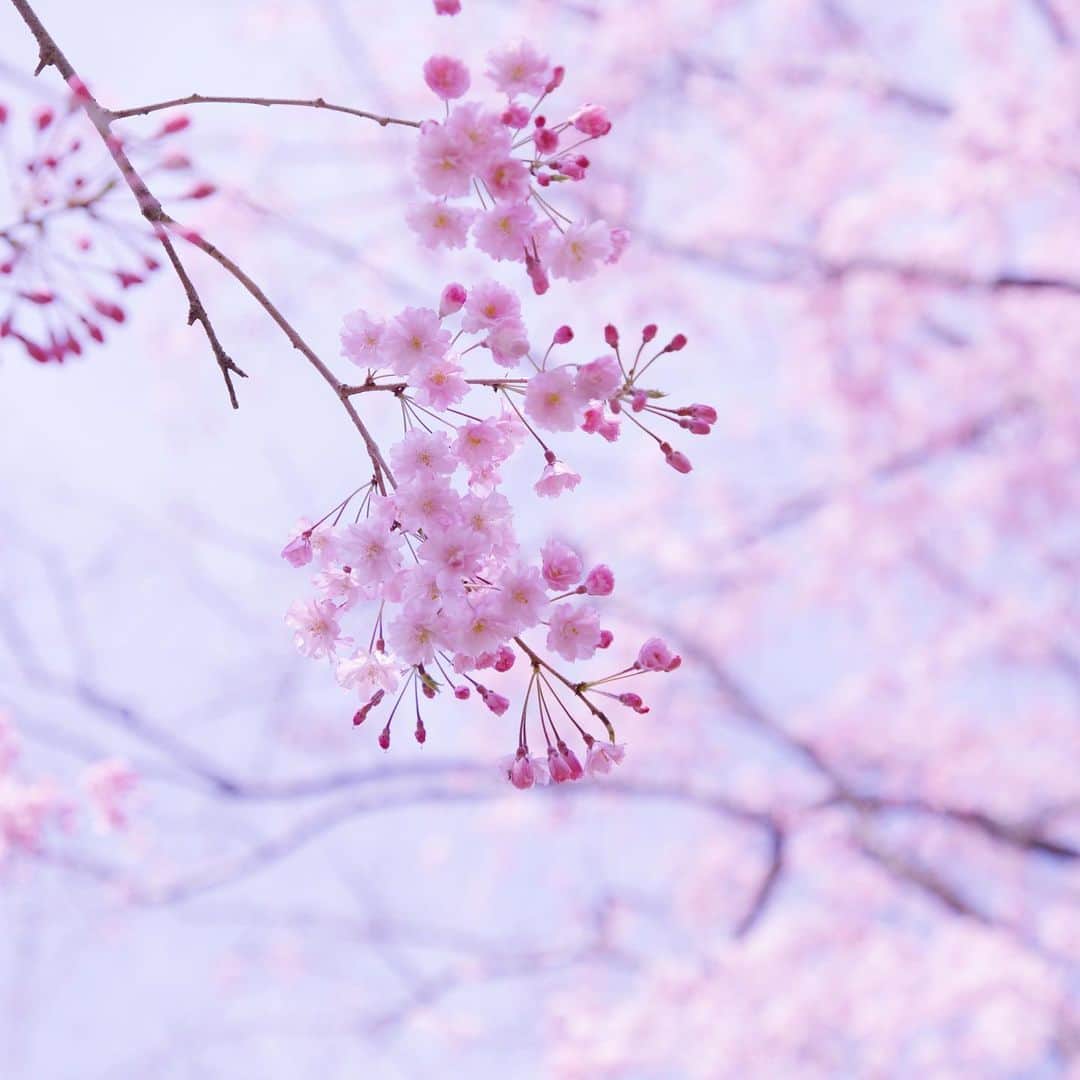 harumiのインスタグラム：「cherry blossoms🌸🌸🌸  お天気にも恵まれて、活気も戻って、今年の桜は楽しさ倍増🌸  今回のみきちゃん @koron.n との京都お出かけは、ストーリーでもアップしてるこちらへ。 桃源郷と言われるのも納得なほど、どこを向いても桜桜桜です💗 360度、しだれ桜のピンクの世界に包まれてしあわせでした🌸💕🌸💕  #紅しだれ桜」