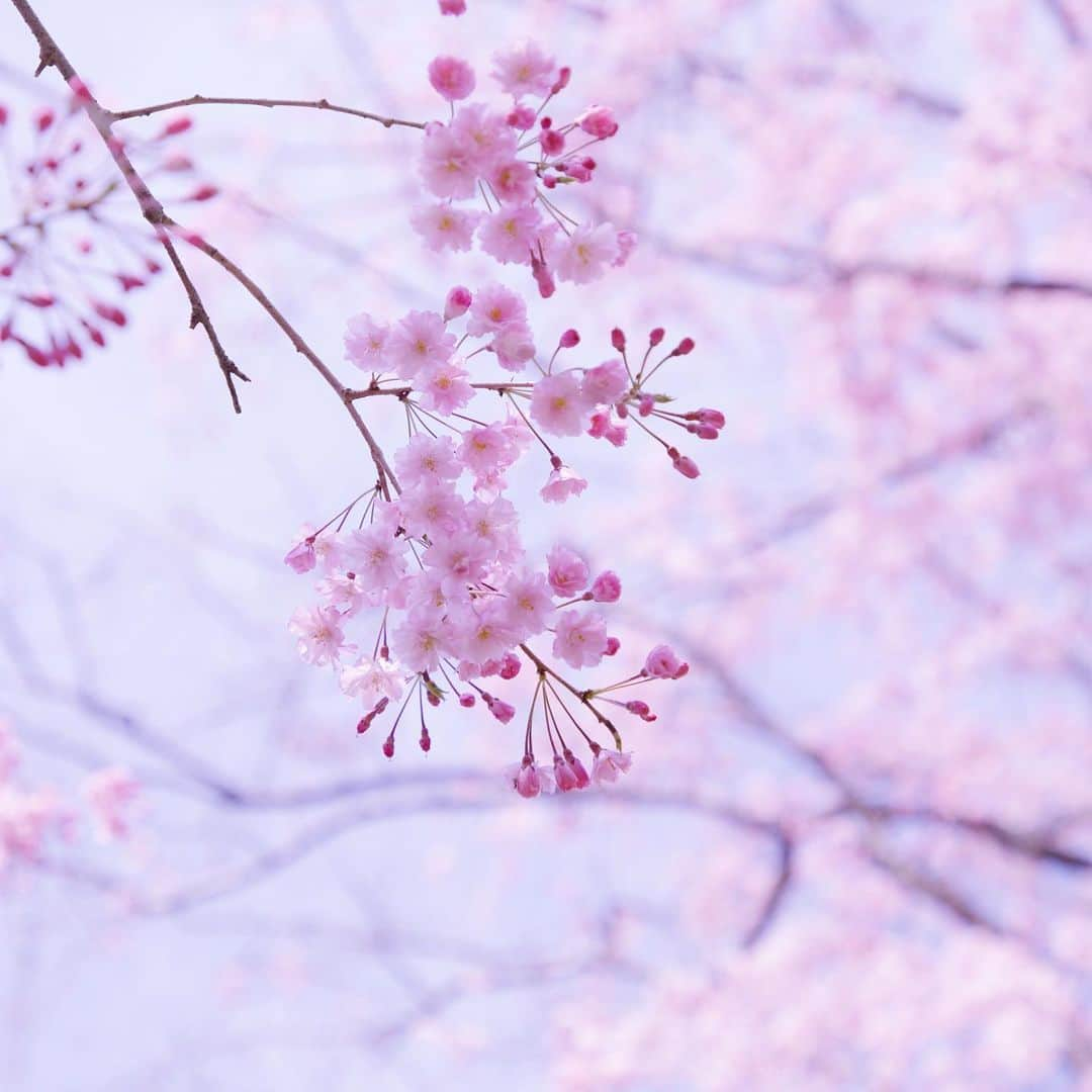 harumiさんのインスタグラム写真 - (harumiInstagram)「cherry blossoms🌸🌸🌸  お天気にも恵まれて、活気も戻って、今年の桜は楽しさ倍増🌸  今回のみきちゃん @koron.n との京都お出かけは、ストーリーでもアップしてるこちらへ。 桃源郷と言われるのも納得なほど、どこを向いても桜桜桜です💗 360度、しだれ桜のピンクの世界に包まれてしあわせでした🌸💕🌸💕  #紅しだれ桜」3月31日 20時22分 - harumirumiru