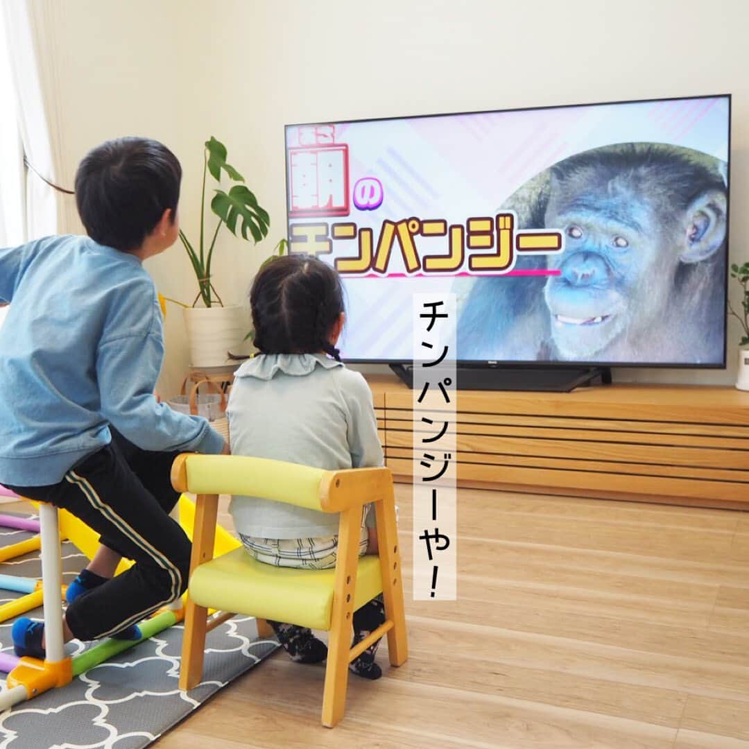 makikoのインスタグラム：「❤︎ どうぶつ番組大好きな2人🥰  ケーブルテレビのJ:COMチャンネルで放送してるてんのうじどうぶつえんのZOOっとテレビ、これめちゃ面白い👏🏻✨  2人とも動物園デビューが天王寺動物園なの🐒 この番組に出てるチンパンジーも、何回も見に行ってて🥰  動物たちのたのしいクイズやどういう風に裏側でお世話してるかとか色々勉強になったー✨🦒 この番組見てたらまた動物園に行きたくなってきた😊  J:COMの番組が今すぐ見れない方はYouTubeでも見れるから是非❣️  #天王寺動物園 #てんのうじどうぶつえん #ZOOっとテレビ #tenzootv」