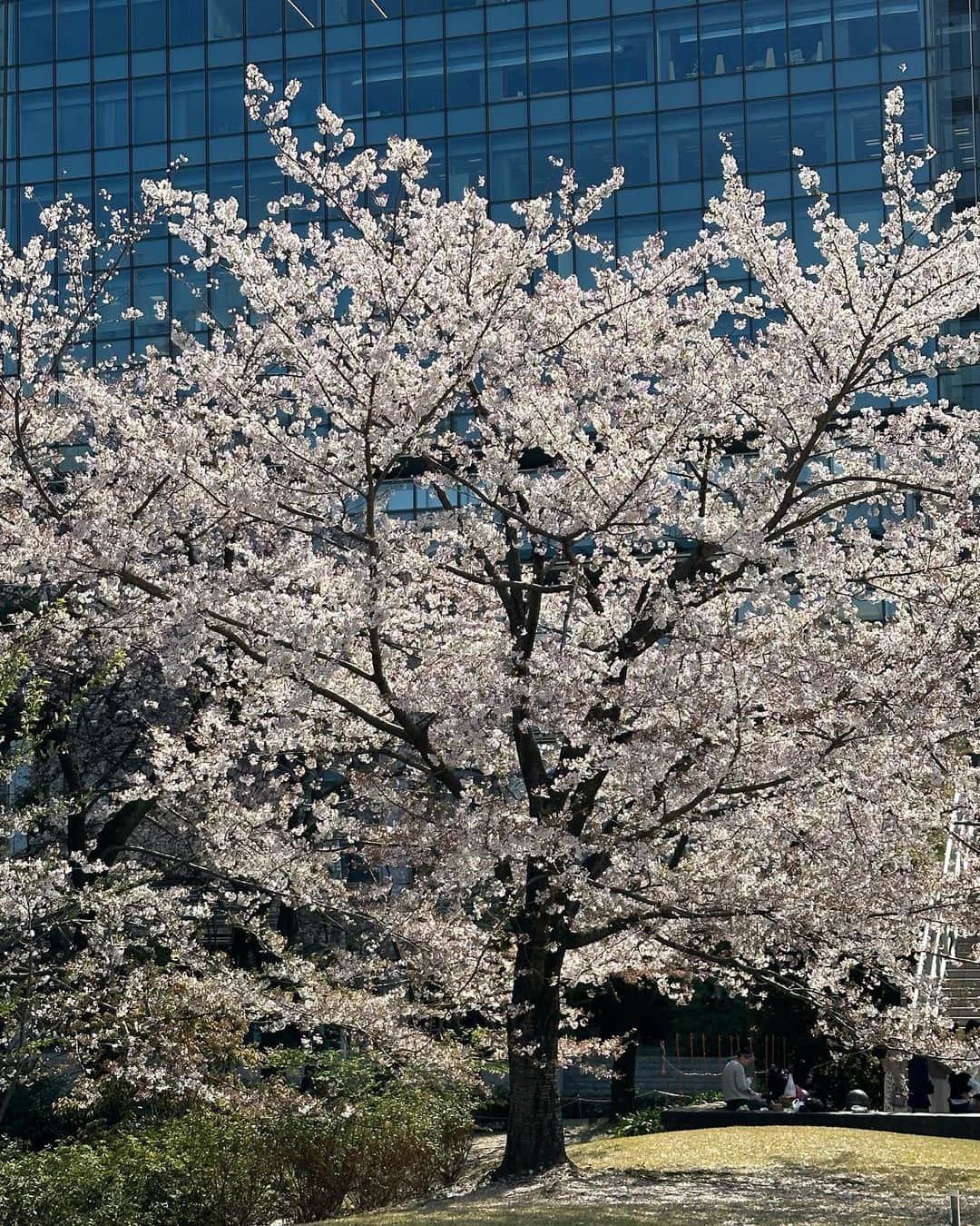 MARISのインスタグラム：「CHO-TOKYO view 🏙🌸」