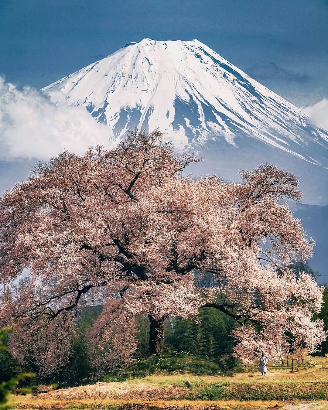 Berlin Tokyoのインスタグラム：「Cherry blossoms in full bloom with Mt. Fuji in the background herald the arrival of spring. . . . #hellofrom #Japan」