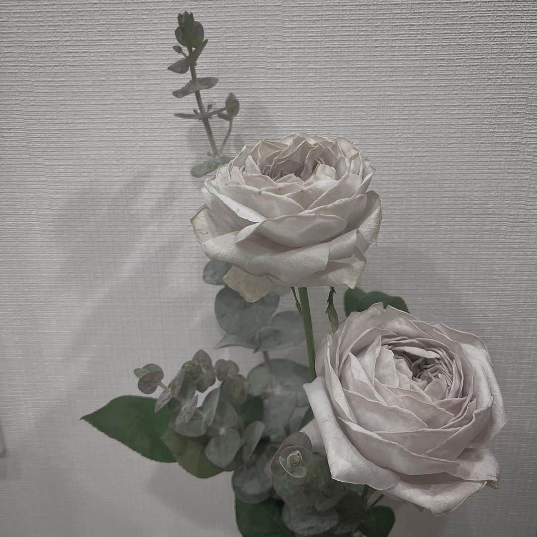 青木志貴さんのインスタグラム写真 - (青木志貴Instagram)「青木家の花〜🌹 白じゃなくて灰色のアンテーク感ある薔薇」3月31日 20時54分 - eerie_eery