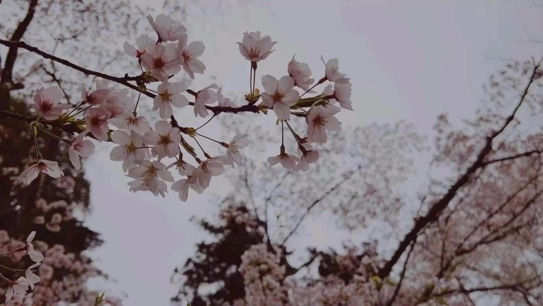 のインスタグラム：「Sakura.  2023.3.31  #桜 #お花見 #桜ピンク #さくら #sakura #きれい #iPhone13  #ママカメラ #東京カメラ部 #photolife #art_of_japan」