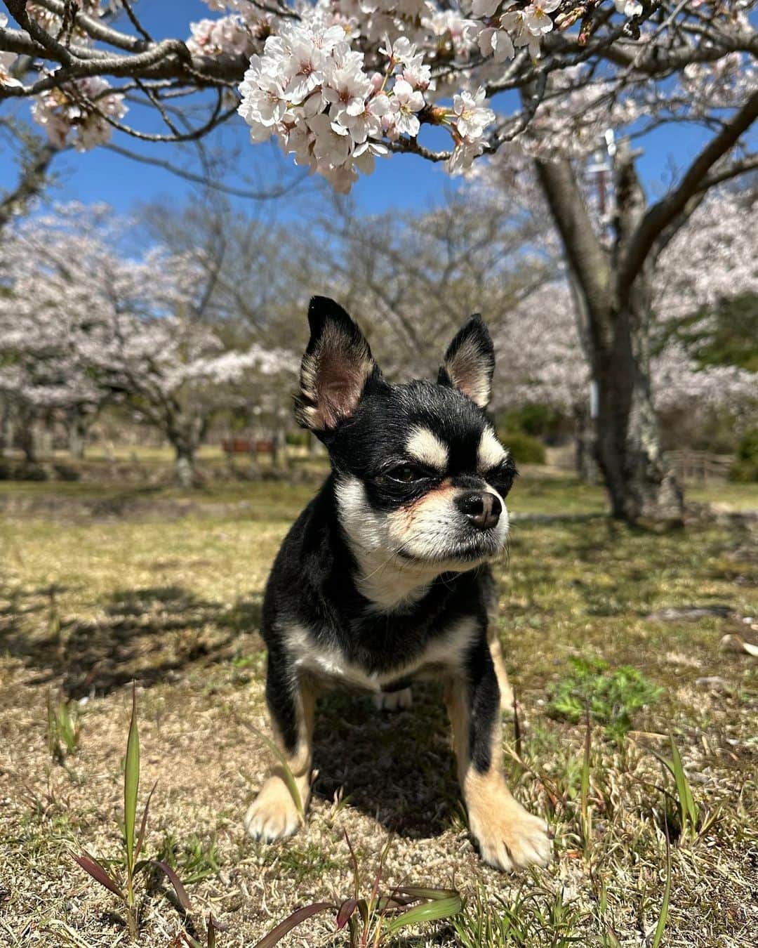 山田佳子さんのインスタグラム写真 - (山田佳子Instagram)「春のお散歩、マイケルも気持ち良さそう…(^∀^*)ﾉ   #渋い顔 #いつも #人間観察 #してる #不思議な #犬🐶 #言葉がわかるみたい🐶  #朝のお散歩」3月31日 20時52分 - yoshiko117