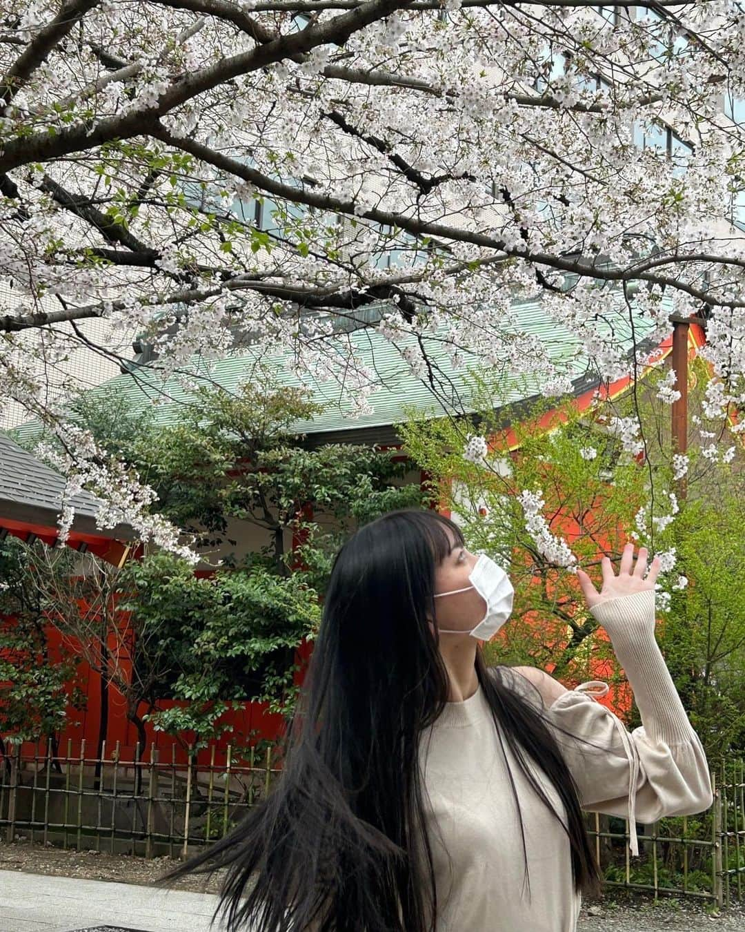 中野みやびのインスタグラム：「🌸🌸🌸   #🌸 #桜  #神社  #お参り  #花園神社  #cherryblossom  #sakura  #春  #spring  #jillbyjillstuart  #jillstuart  #映えスポット  #映え  #お花見  #日本  #japan  #中野みやび」