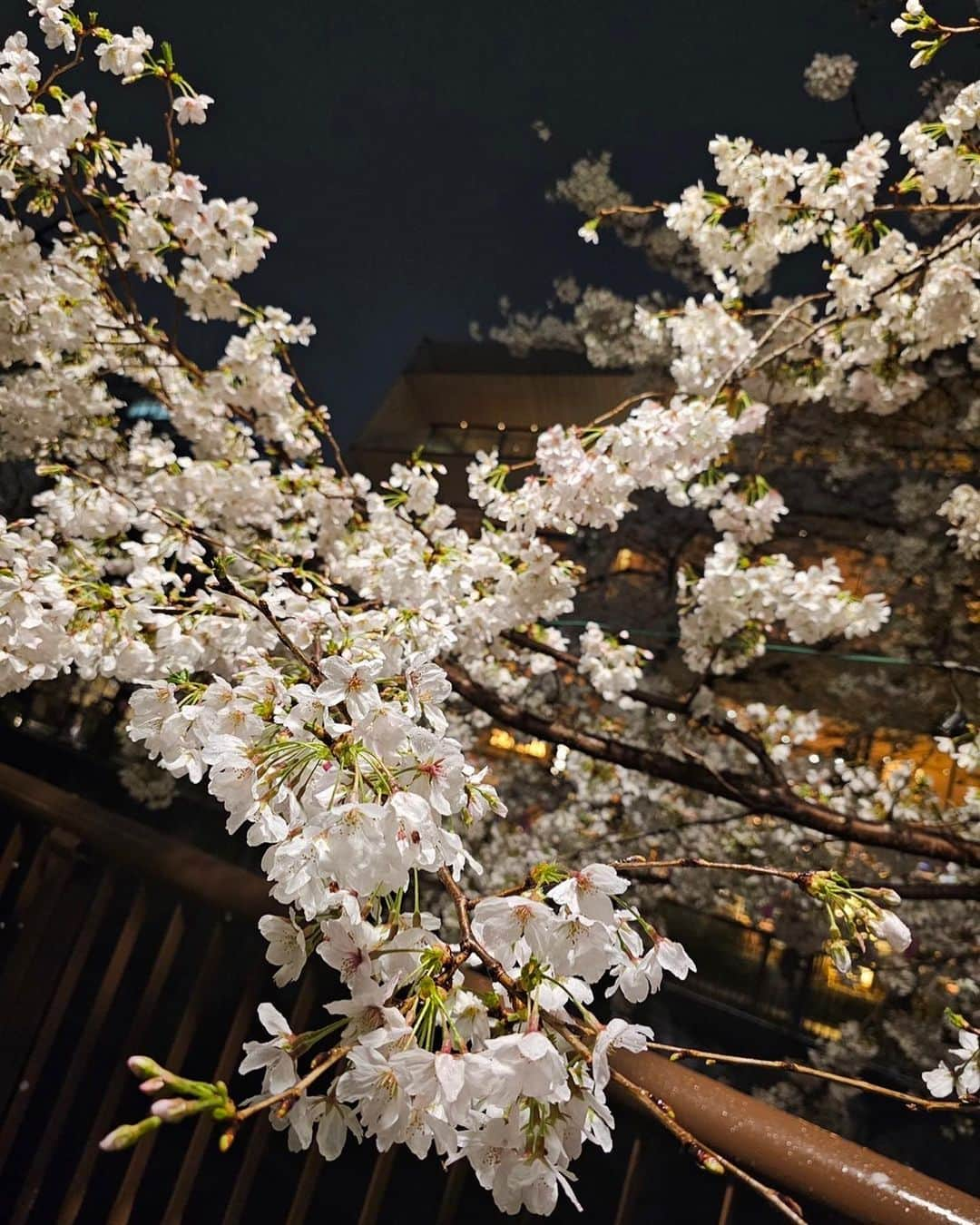 Hinaさんのインスタグラム写真 - (HinaInstagram)「ㅤㅤㅤㅤㅤㅤㅤㅤㅤㅤㅤㅤㅤ  桜の満開日、夜桜を堪能してきました🌸  夜間でもクオリティの高い写真が撮れるGalaxy S23 Ultra “ナイトモード"で写真を撮影したんだけど、 フラッシュをたかずに撮っても暗くならず桜も自分もハッキリ綺麗に撮ることができてびっくり！ この日はあいにくの雨だったけど、アップにしても水滴まで綺麗に写る高画質に感動しました🥺  今まで夜に外で写真を撮るのは暗くてフラッシュだと綺麗に写せなかったり 画質が荒くなってしまうので夜景を撮ったりすることは少なかったけど、 Galaxy S23 Ultraでもっといろんな夜景を撮ってNightographyを楽しみたいな📷  #GalaxyS23Ultra #ambassador #TeamGalaxy　 #withGalaxy #Galaxyのある生活」3月31日 20時59分 - hina_faky