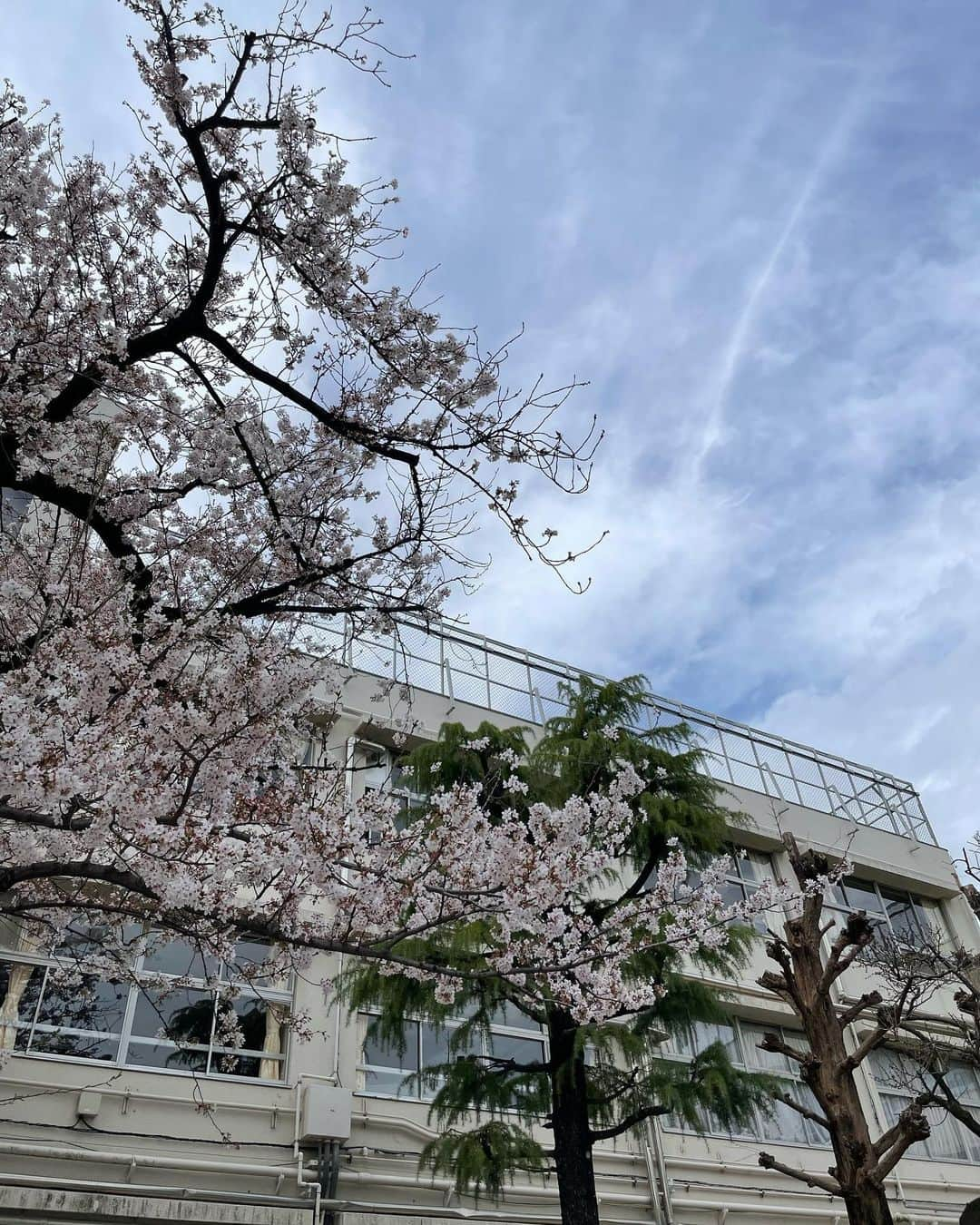 森摩耶さんのインスタグラム写真 - (森摩耶Instagram)「長女が小学校を卒業しました。 大きなランドセルを背負って一生懸命通い始めたのがついこの間のよう。 忘れもしない2020年、突然コロナ禍になり、当たり前にできていた行事なども変更続きで、きっと大人よりも我慢を強いられる事が多かったんじゃないかな。今の子ども達は。 その都度イレギュラーな事にも順応していく姿は本当に頼もしく、逞しくもありました。 学校が大好きな長女は、骨折しようが這ってでも学校に行きたい！というタイプ。そんな風に思えたのも愛をもって親身に接してくれた先生方や、大好きなお友達の皆のお陰です。感謝してもしきれません。 沢山笑って、沢山悩んで、沢山学んで、沢山成長した六年間。沢山の感動を、ありがとうございました🌸」3月31日 12時04分 - maya_mori