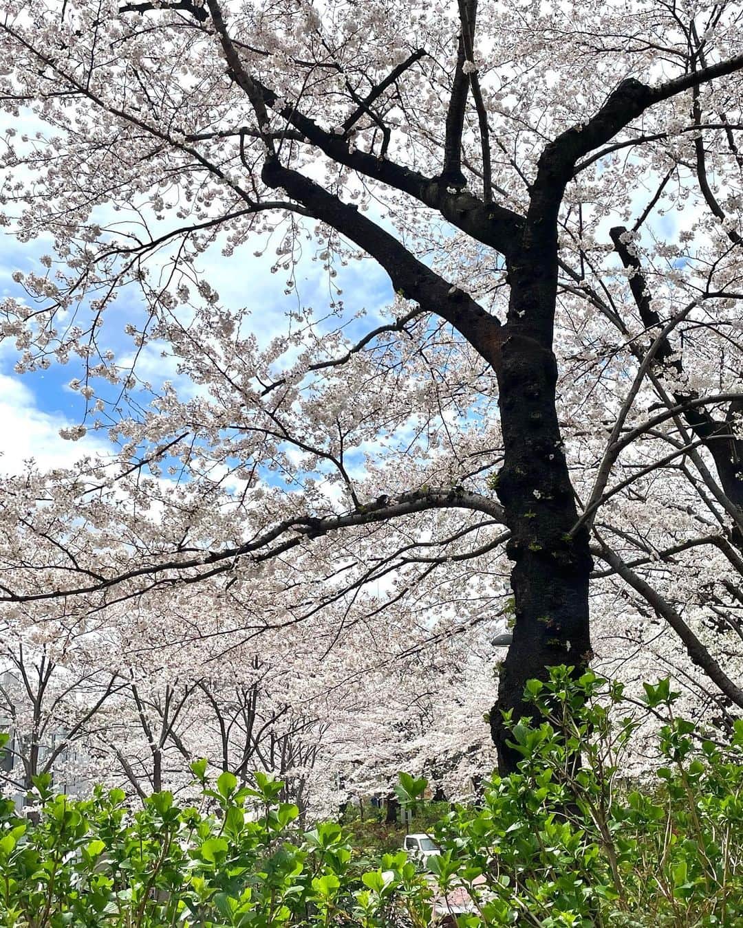 長野美郷さんのインスタグラム写真 - (長野美郷Instagram)「今年の桜😊🌸  早かったり、雨だったりしたけど 結構見れました🥹 やたら遠回りしたりして！笑 やっぱりいい季節だなぁ🌸  あ、鼻に花、かぶってます😅  #桜　#🌸 #お花見 #たぶん1年で1番写真撮った1週間😂 #日本の春 #sakura #chnrryblossoms」3月31日 12時06分 - misato_nagano_1127