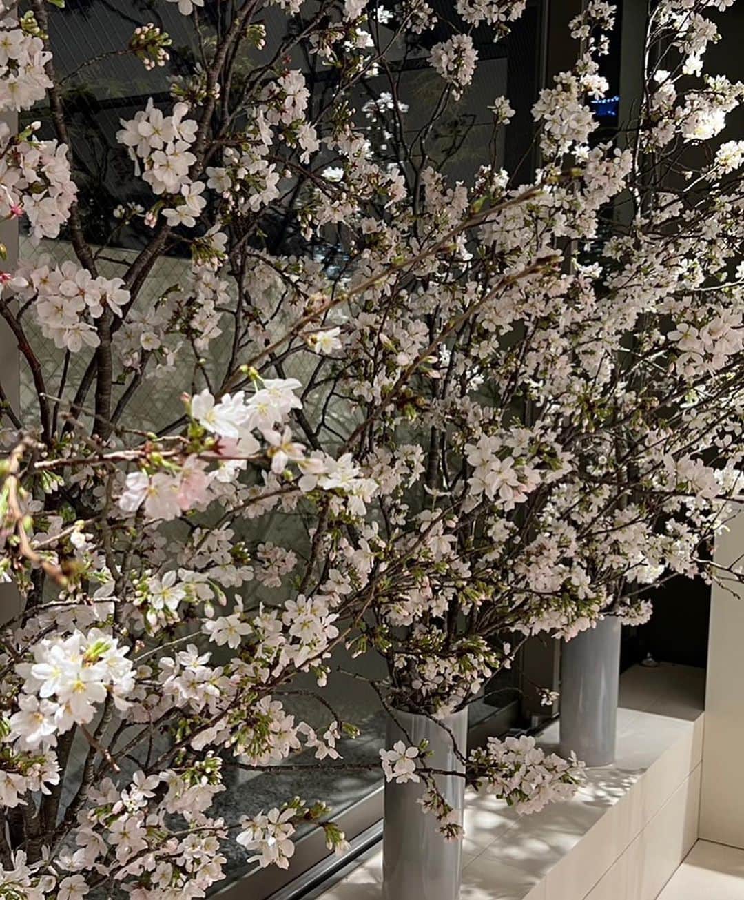 佐々木敬子さんのインスタグラム写真 - (佐々木敬子Instagram)「. 福王寺朱美さん @filrouge_akemi  AKEMI FUKUOJIギャラリーの1周年へ💕💕💕🌸🌸  「桜と龍の釈迦マリア」  清らかで美しく新たな春の訪れを感じる素晴らしいインスタレーションでした✨ みんなにも会えて嬉しい時間💕やっぱり桜の季節は美しいね🌸 4月中は一般公開しているのでぜひ訪れてみてほしい✨  #福王寺朱美 #AKEMIFUKUOJI」3月31日 12時12分 - keikosasaki_mylan