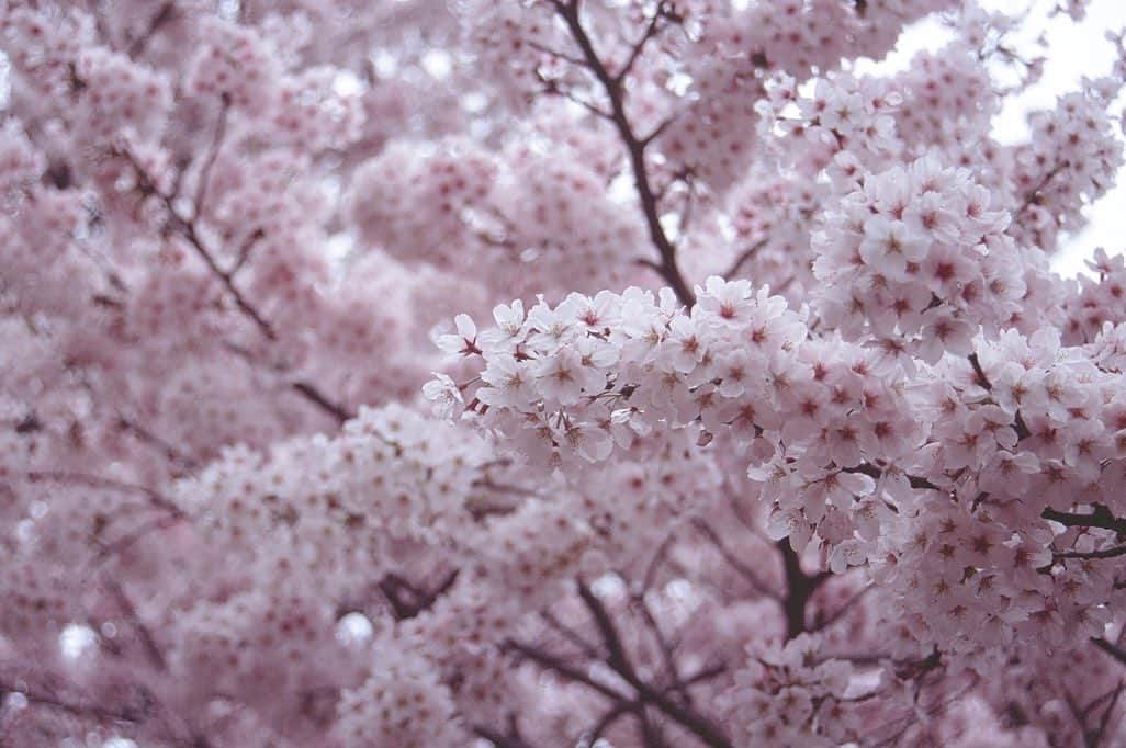 金野美穂のインスタグラム：「皆さんの春は何色ですか？  やっぱりピンク？  #filmphoto#film #sakura #sakuracolor #桜#ebisu#spring」