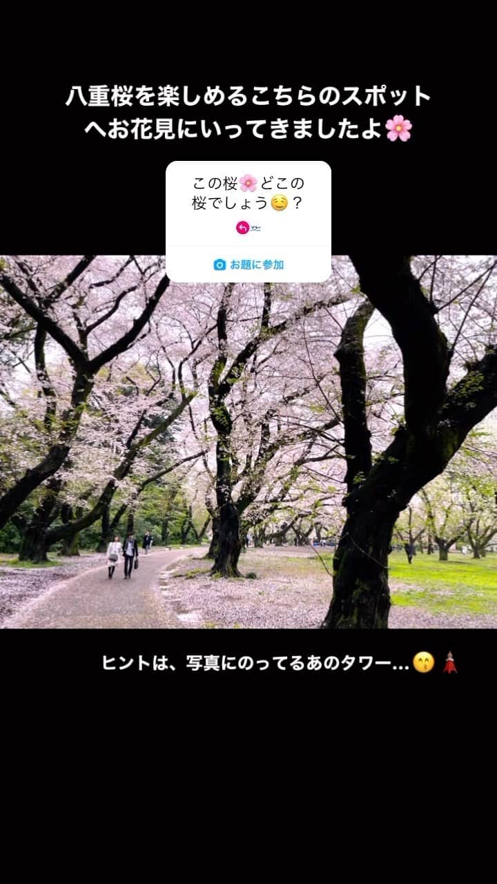 現地発信の旅行サイト「たびらい」のインスタグラム：「花見の名所🌸へ行ってきました！  園内には65種1000本の桜が植えられているそうです🌸  どこのお花見スポットか分かりますか⁉️  ヒントは、本日(3/31)から、桜のライトアップイベントが開催されるとっても有名なあの場所ですよ...😎✨  #桜名所　#桜スポット　#桜開花情報 #tabirai_trip」