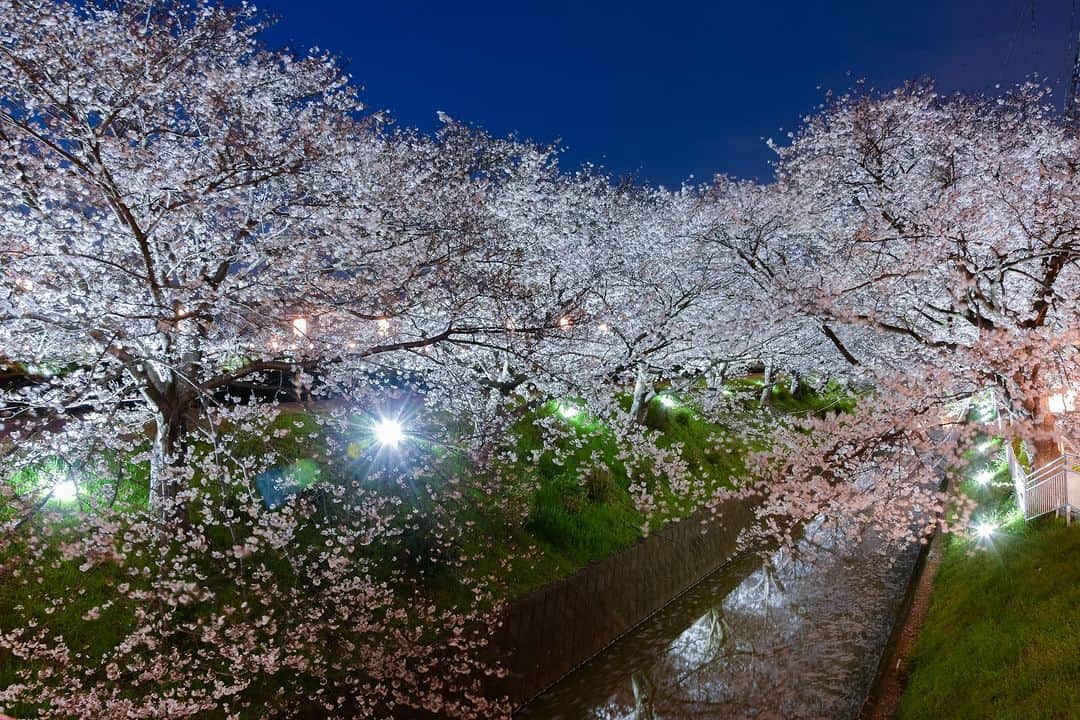 平塚市さんのインスタグラム写真 - (平塚市Instagram)「桜レポート🌸 渋田川ライトアップ　その１ 昨日30日から始まった渋田川のライトアップにお邪魔してきました📸 渋田川に沿って咲く桜並木がライトアップされるようすは圧巻です。 ライトアップは1日（土）まで実施。ぜひ、ご覧ください！  #手をつなぎたくなる街 #hiratsukagood #hiratsuka #平塚 #kanagawaphotoclub #湘南 #shonan #渋田川 #ライトアップ #渋田川桜まつり #季節の花 #季節の花を楽しむ #桜 #さくら  #はなまっぷ #ザ花部 #花の写真館 #花のある暮らし #best_moments_flora #mst_flower #今週もお疲れ様でした #週末の過ごし方 #日々 #暮らし #instagramjapan #igersjp #japanphoto」3月31日 12時50分 - hiratsukagood