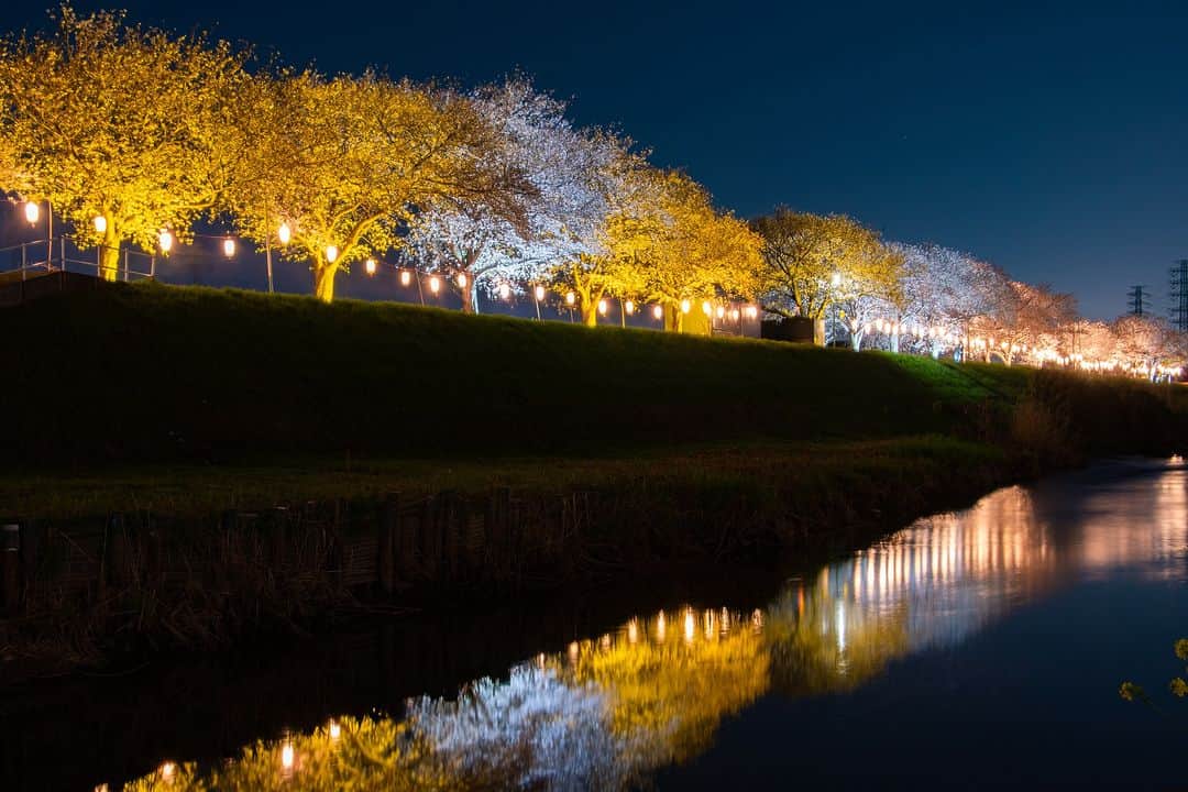 平塚市さんのインスタグラム写真 - (平塚市Instagram)「桜レポート🌸 渋田川ライトアップ　その１ 昨日30日から始まった渋田川のライトアップにお邪魔してきました📸 渋田川に沿って咲く桜並木がライトアップされるようすは圧巻です。 ライトアップは1日（土）まで実施。ぜひ、ご覧ください！  #手をつなぎたくなる街 #hiratsukagood #hiratsuka #平塚 #kanagawaphotoclub #湘南 #shonan #渋田川 #ライトアップ #渋田川桜まつり #季節の花 #季節の花を楽しむ #桜 #さくら  #はなまっぷ #ザ花部 #花の写真館 #花のある暮らし #best_moments_flora #mst_flower #今週もお疲れ様でした #週末の過ごし方 #日々 #暮らし #instagramjapan #igersjp #japanphoto」3月31日 12時50分 - hiratsukagood