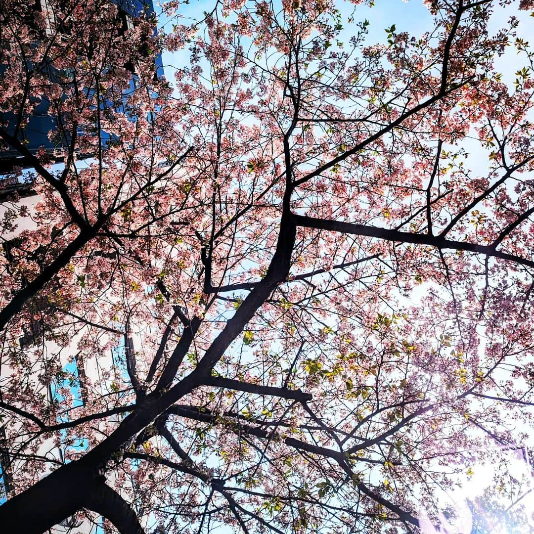 Saschaのインスタグラム：「桜　足元から #cherryblossom」