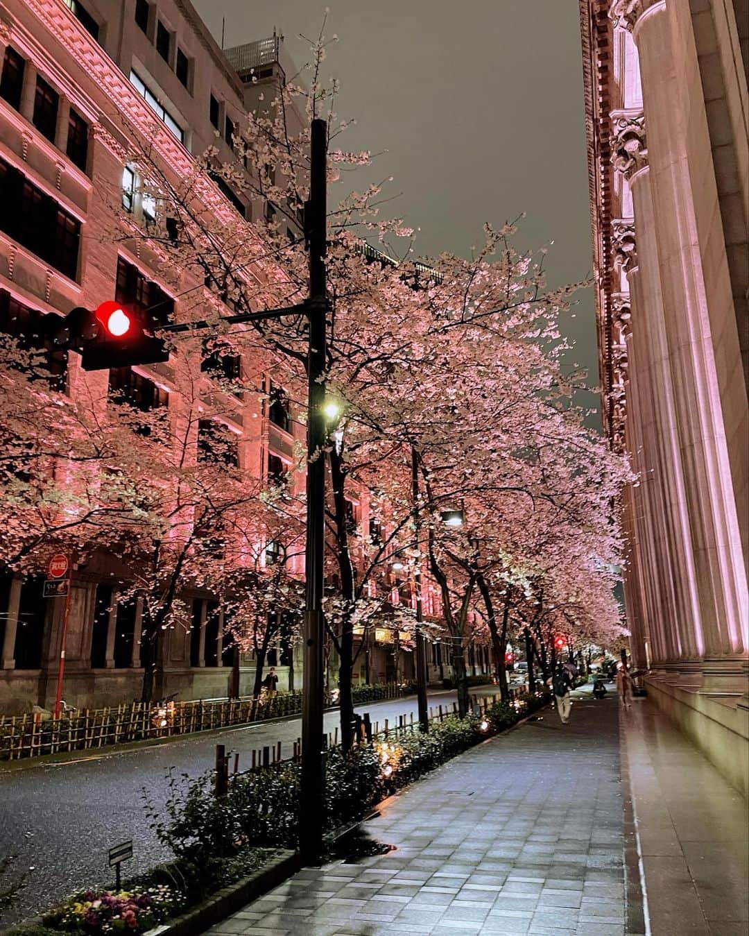 西出薫のインスタグラム：「夜桜🌸  #日本橋 #夜桜 #夜桜ライトアップ #きれいな景色 #いつもありがとうございます」