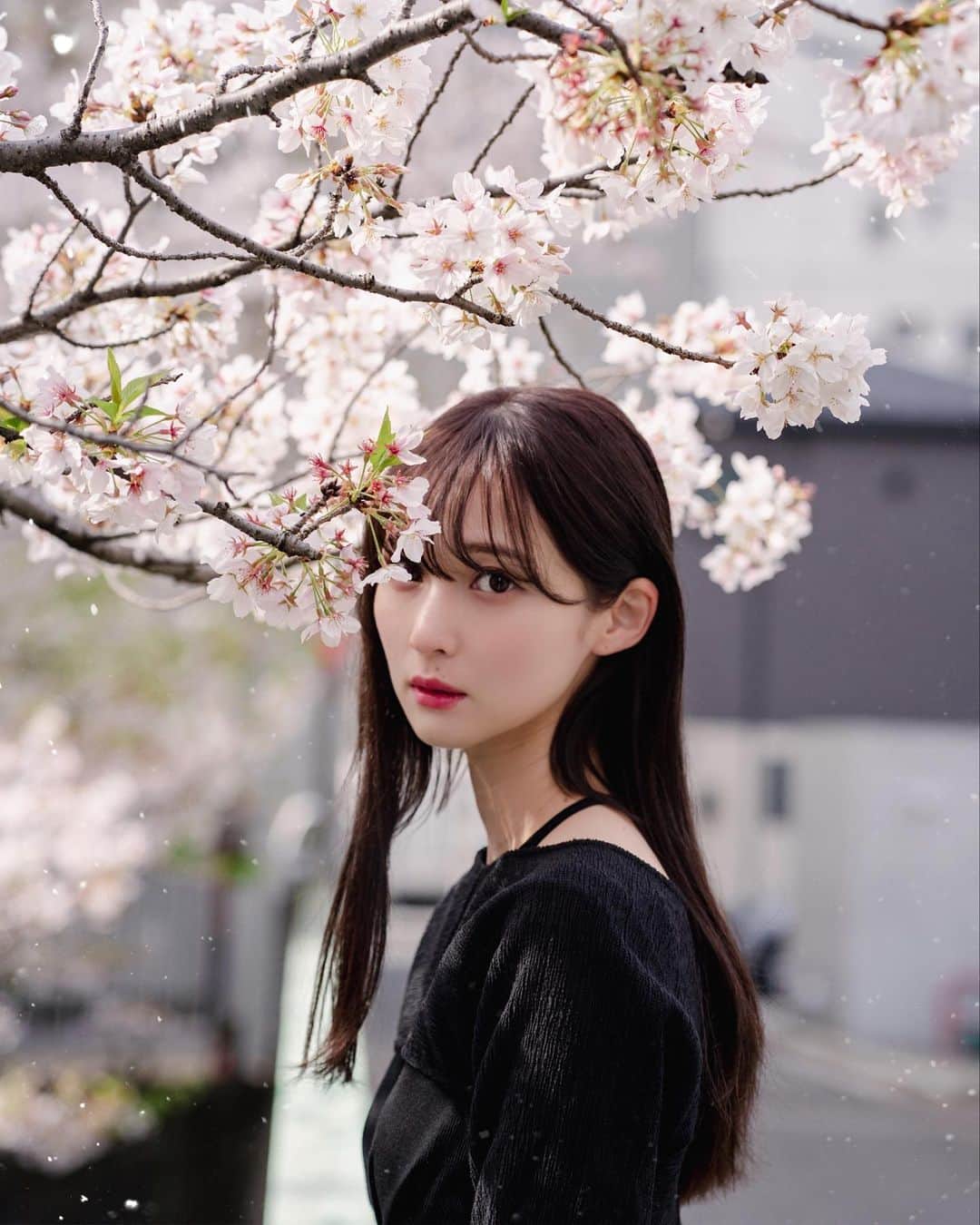 masayuki nittaのインスタグラム：「. 今朝📸 桜ギリ🌸」