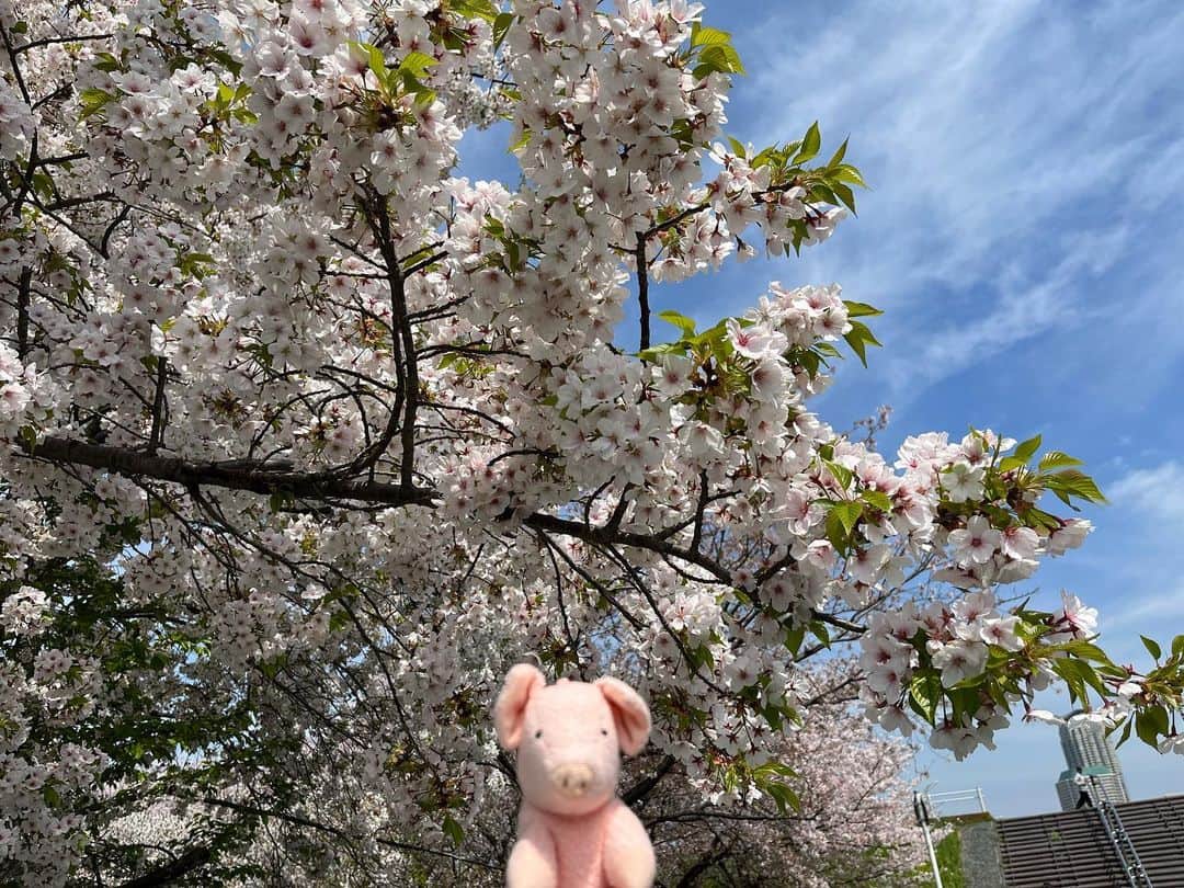 矢崎存美のインスタグラム：「お花見のお散歩に行ってきました。空には薄っすら飛行機雲が。 #ぶたぶた #山崎ぶたぶた #矢崎存美 #桜 #花見」