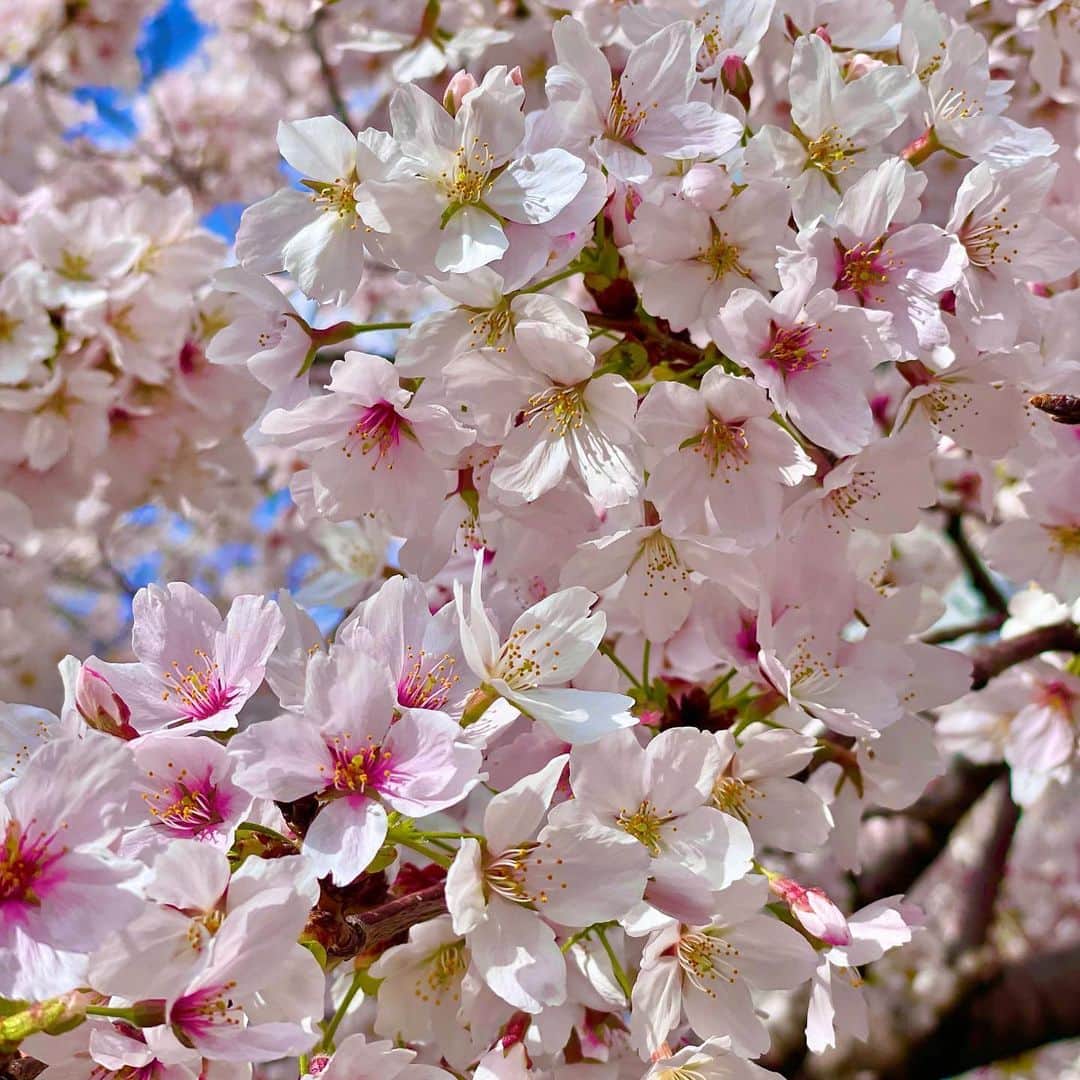 龍真咲さんのインスタグラム写真 - (龍真咲Instagram)「お花見🌸  実家には、父が産まれた時に植えられた大きな桜の木があります🌸 毎年大輪の桜を咲かせ花吹雪も風情があり、父の代から見守ってくれている桜の木。 子供の頃はよくこの桜の木に登って遊んでいました🤭  初めて家に帰って来た日、初めて自転車に乗れた日、入学式や卒業式、習い事や音楽学校から遅くに帰って来た時もいつも見守ってくれていました🥰 これからもずっと隣にいてほしい存在なのです🌸  この日はとても暖かく、３時間程サンドイッチを食べたりお話したり。。。少し日焼けはしたかもしれないけれど、ばっちり光合成できました🌱 りーくんも、お花見してて可愛かった🐶💓 来年もみんなでお花見したい！！  #家族で  #お花見 #桜の木 #桜の木の下で #最高の贅沢時間  #いぬのいる暮らし  #わんすたぐらむ  🌸🌸🌸🌸🌸🌸」3月31日 13時12分 - masaki_ryu
