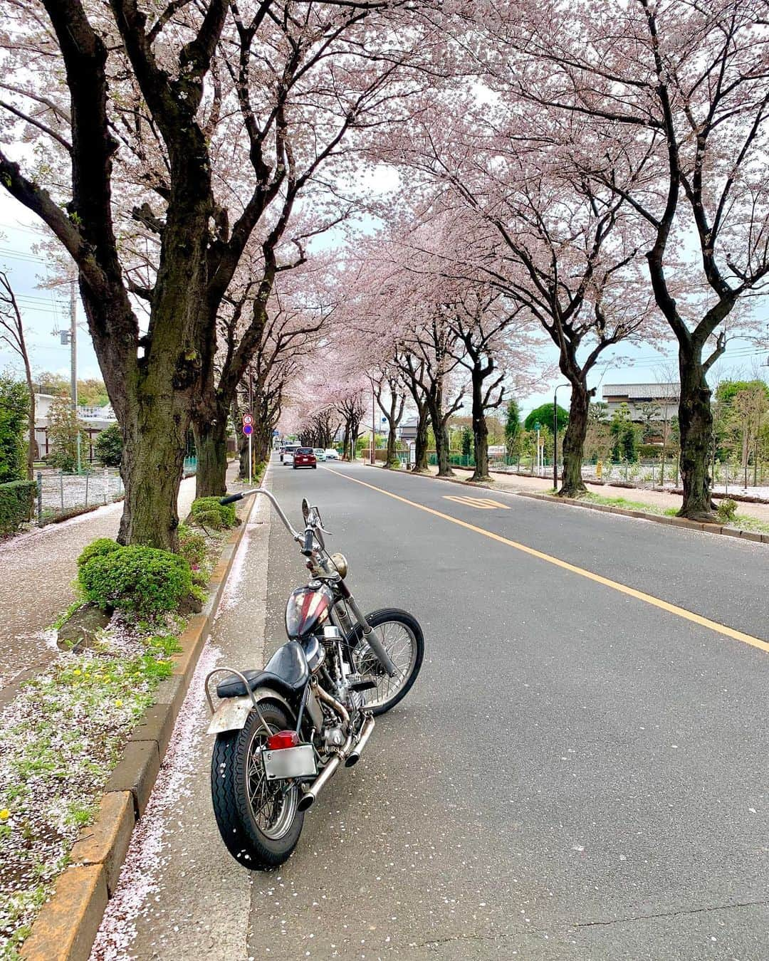 Curly Giraffeのインスタグラム：「Spring🌸2023 Tokyo   #harleydavidson #chopper  #vintagechopper #chopperlife #49fl #panhead #panheadchopper #easyrider #peterfonda #dennishopper #captainbilly #hawgholic」