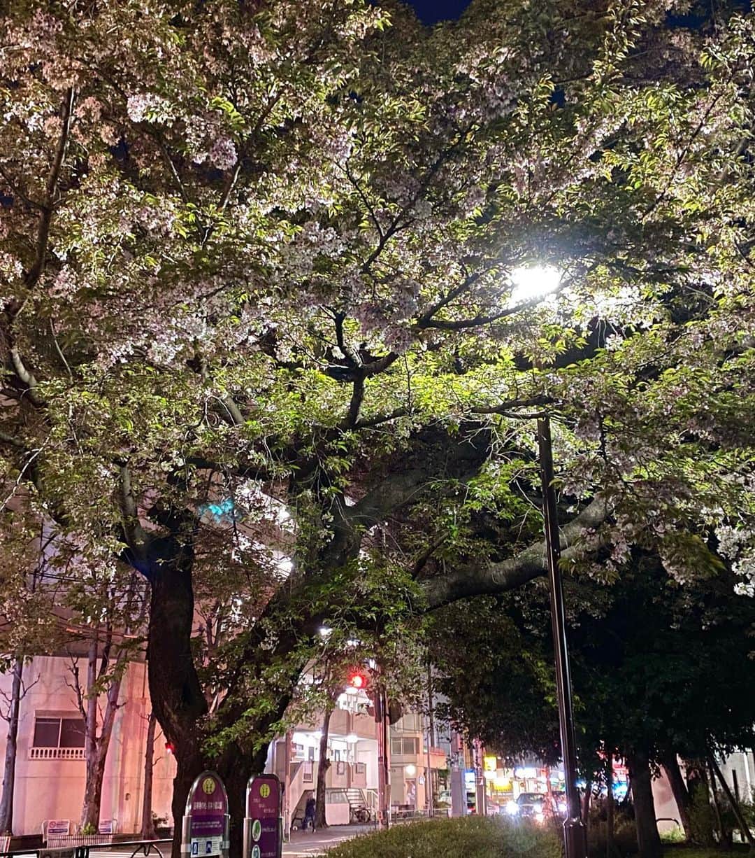 江口寿史のインスタグラム：「昨日の深夜の三割桜(七割は葉)。 今年は花見も出来ずに三月が終わるなあ。」