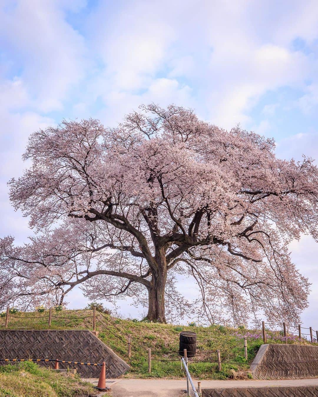SHOCK EYEさんのインスタグラム写真 - (SHOCK EYEInstagram)「わに塚の桜🌸  早朝、、少しの間だけ顔を見せてくれた富士山と桜が朝焼けに染まる。 刻々と表情の変わる景色を楽しみながら、あっちいったりこっちいったり＾＾  これぞ日本の景色✨ 美しい景色。 誇らしく思う🙏  #わに塚の桜 #富士山 #桜 #mtfuji #fujisan」3月31日 13時32分 - shockeye_official