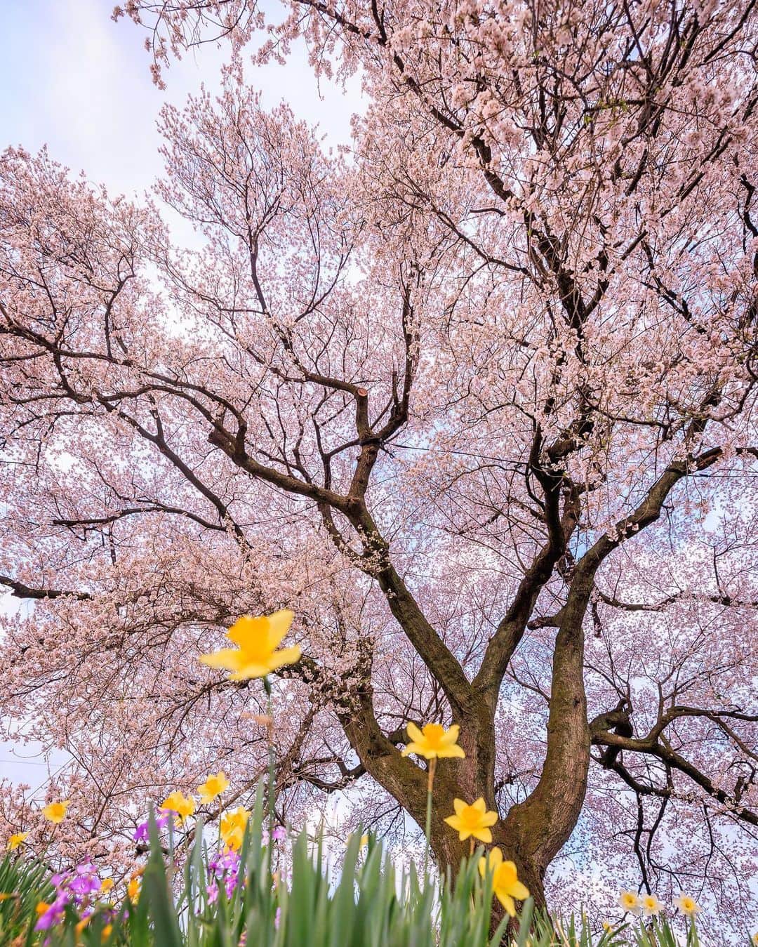 SHOCK EYEさんのインスタグラム写真 - (SHOCK EYEInstagram)「わに塚の桜🌸  早朝、、少しの間だけ顔を見せてくれた富士山と桜が朝焼けに染まる。 刻々と表情の変わる景色を楽しみながら、あっちいったりこっちいったり＾＾  これぞ日本の景色✨ 美しい景色。 誇らしく思う🙏  #わに塚の桜 #富士山 #桜 #mtfuji #fujisan」3月31日 13時32分 - shockeye_official